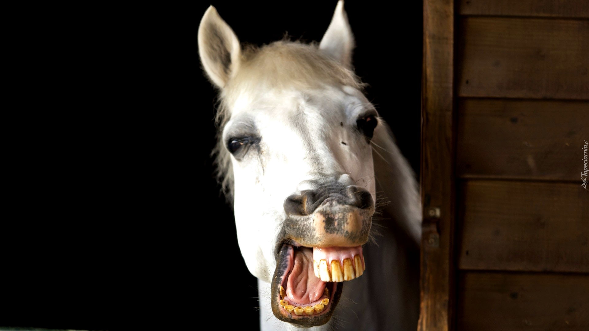 Biały, Koń, Zęby
