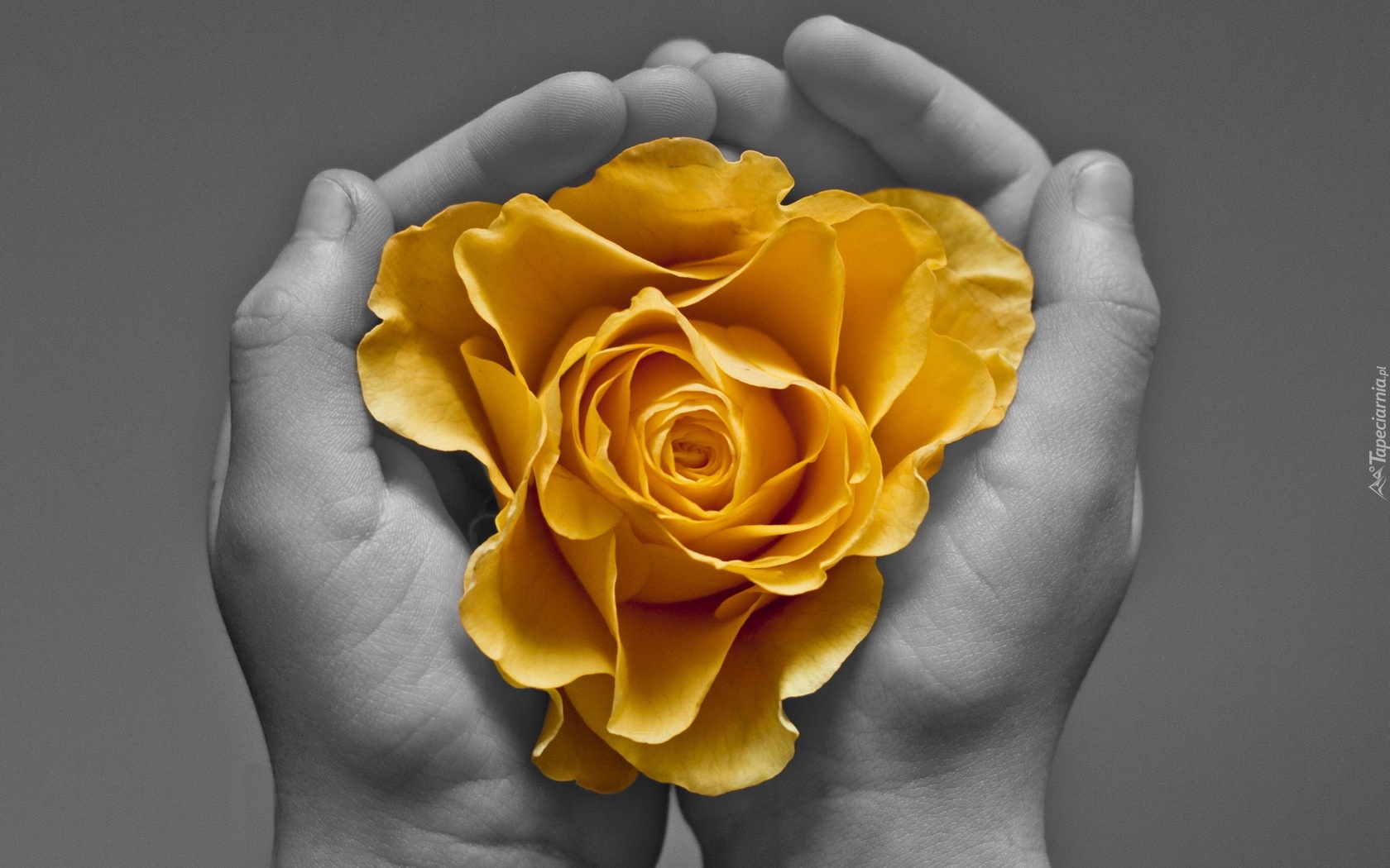 Róża, Żółta, Dłonie