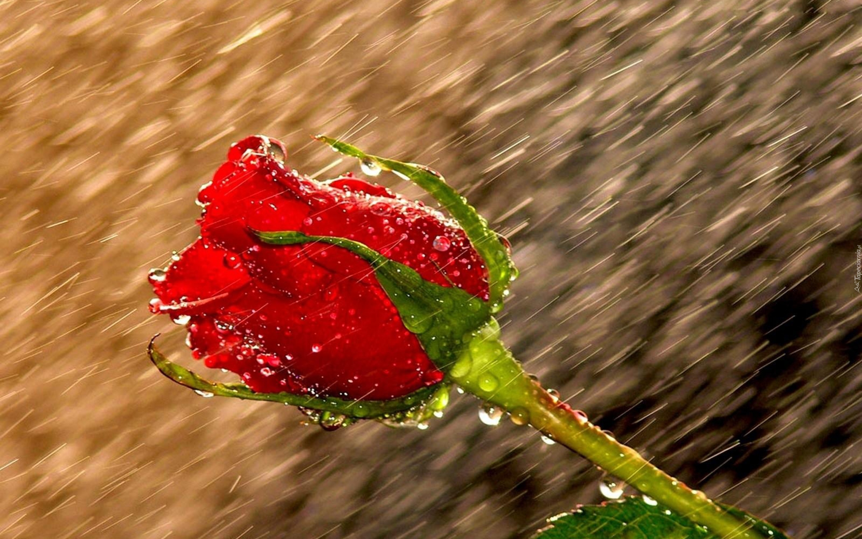 Czerwona, Róża, Deszcz, Krople