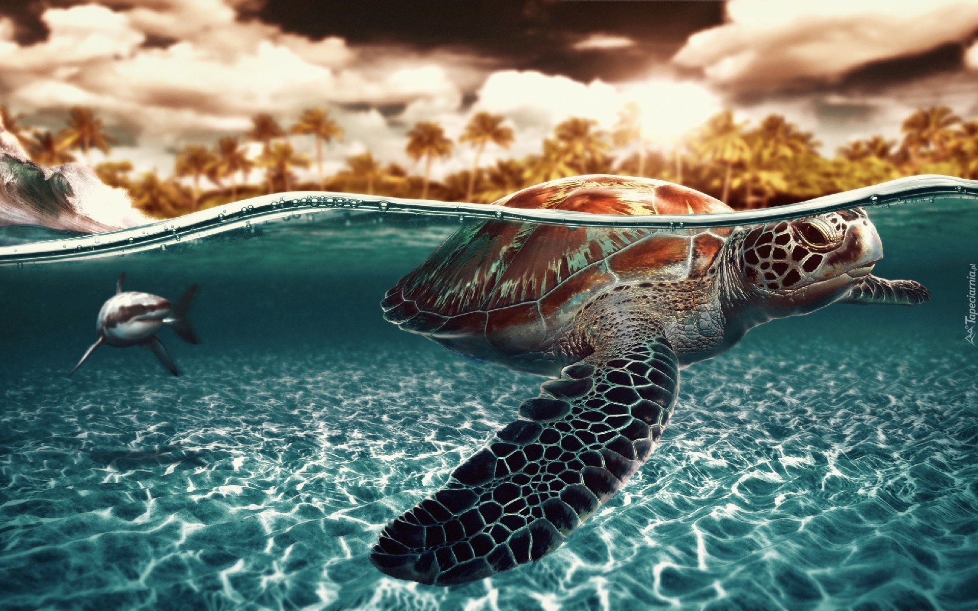 Żółw, Wodny, Ocean