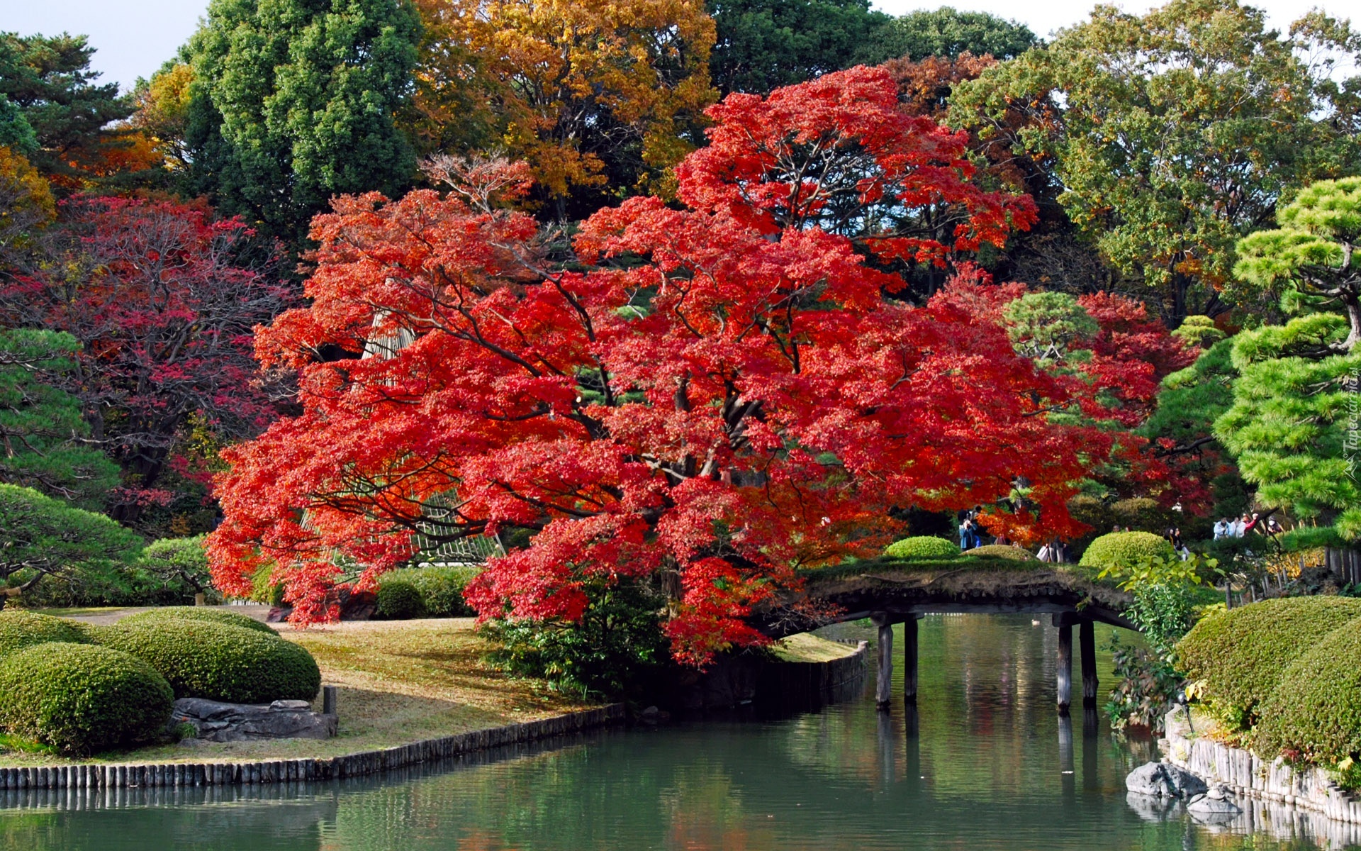 Japonia, Tokyo, Park, Rzeczka, Most, Drzewa