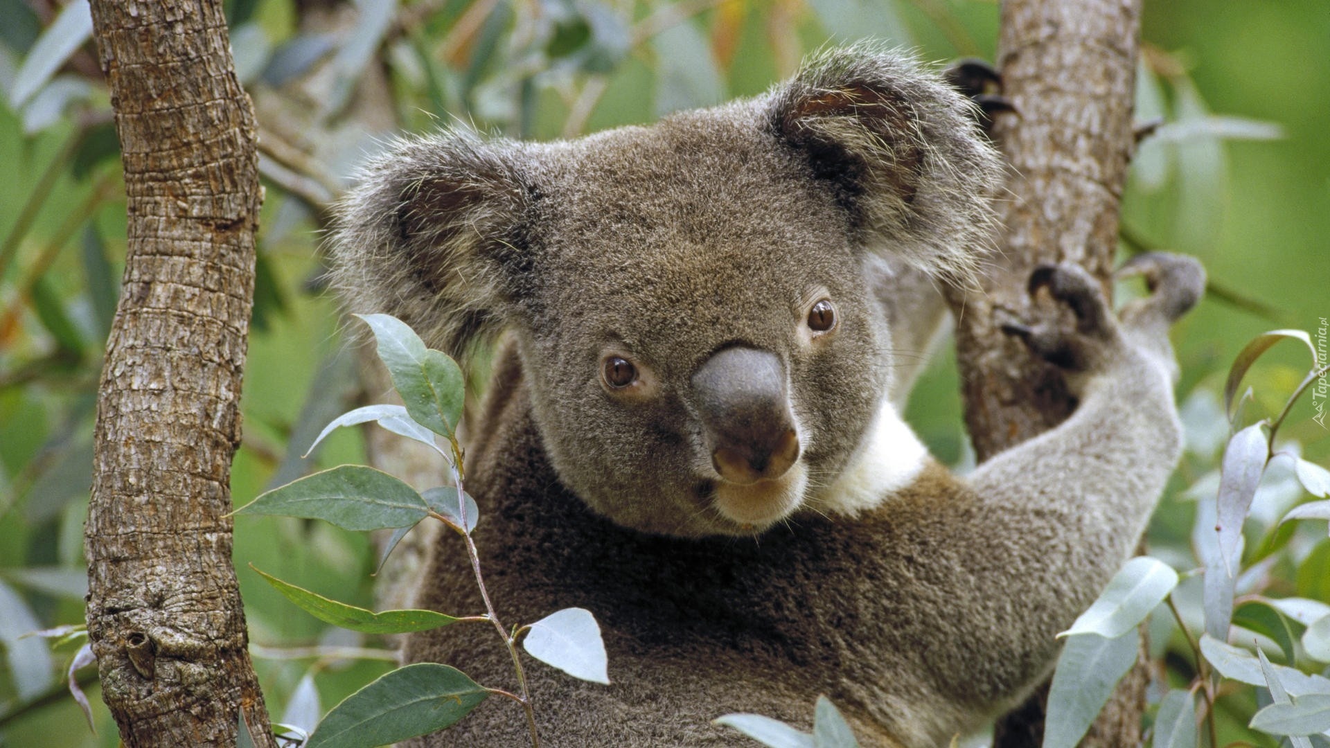 Miś, Koala, Australia