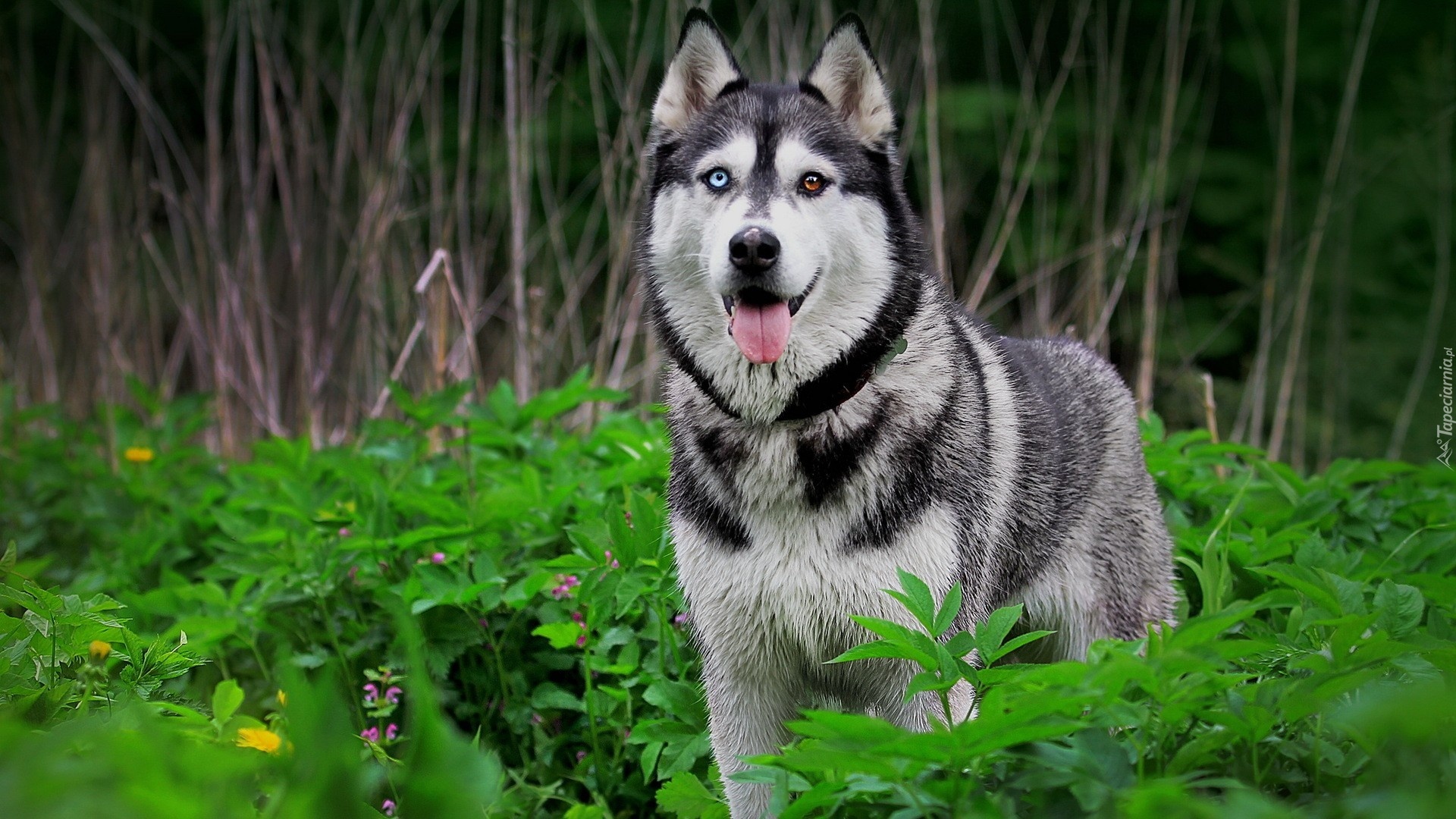 http://www.tapeciarnia.pl/tapety/normalne/133258_las_pies_siberian_husky.jpg