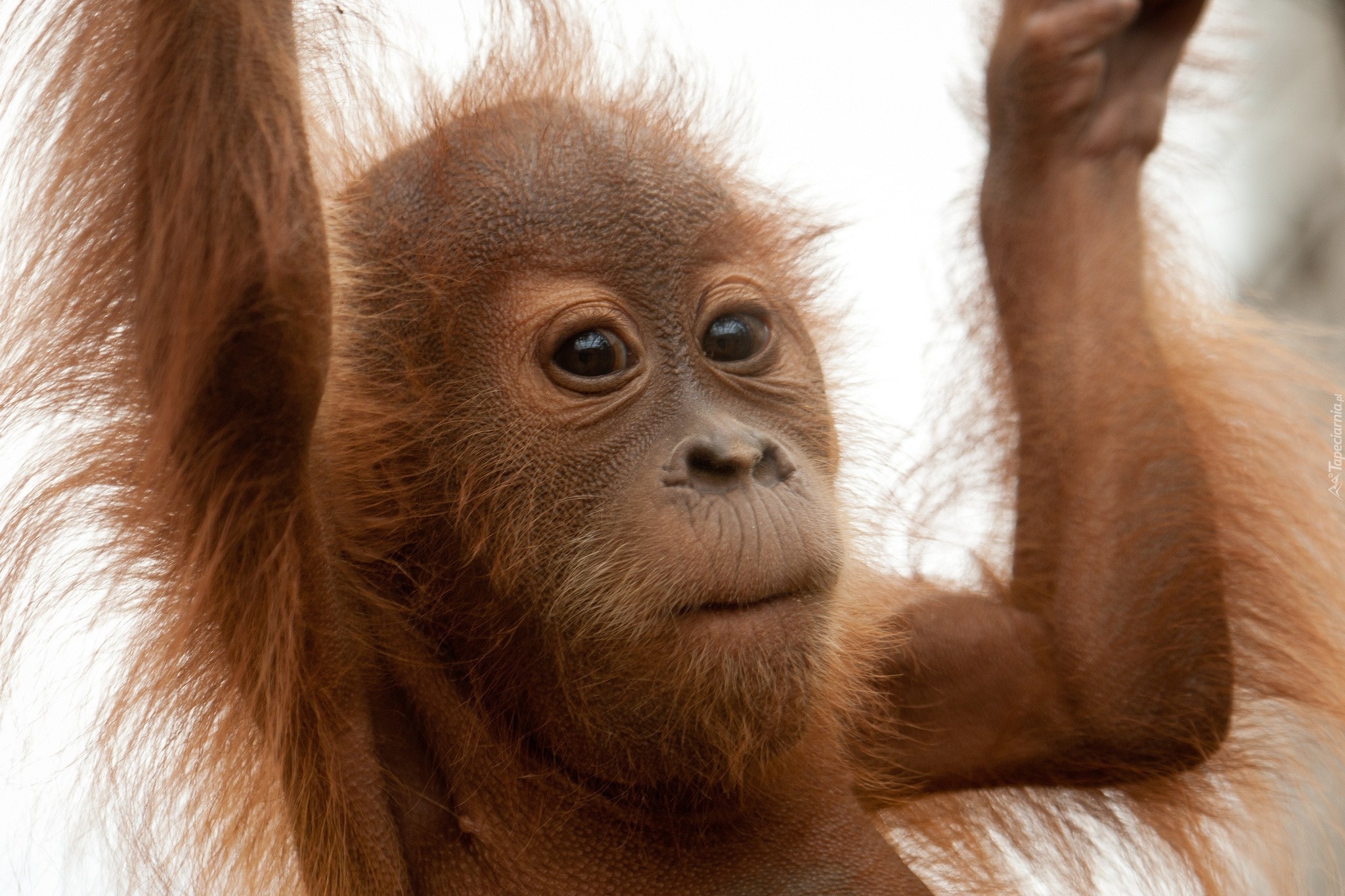Młody, Orangutan, Futro