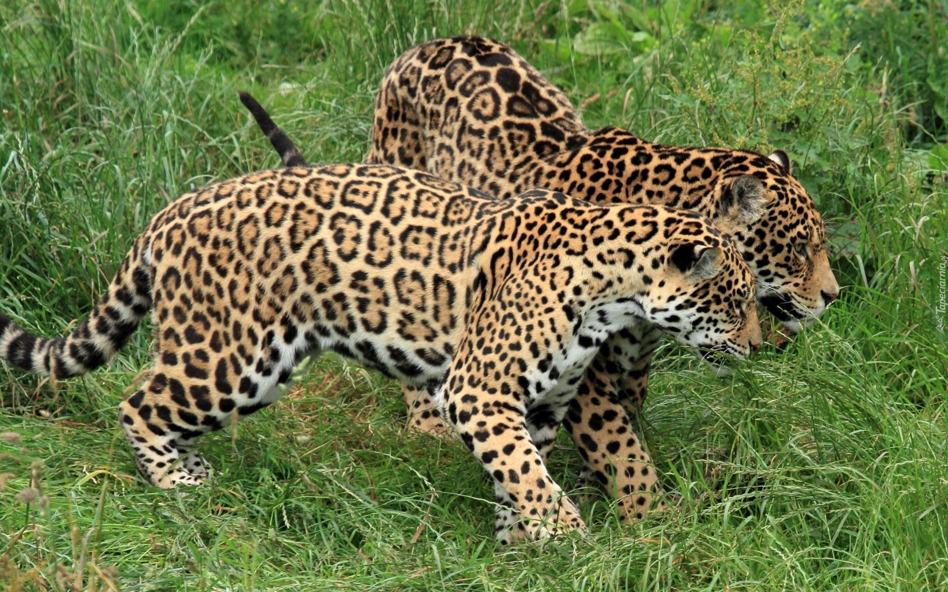 Młode, Jaguary