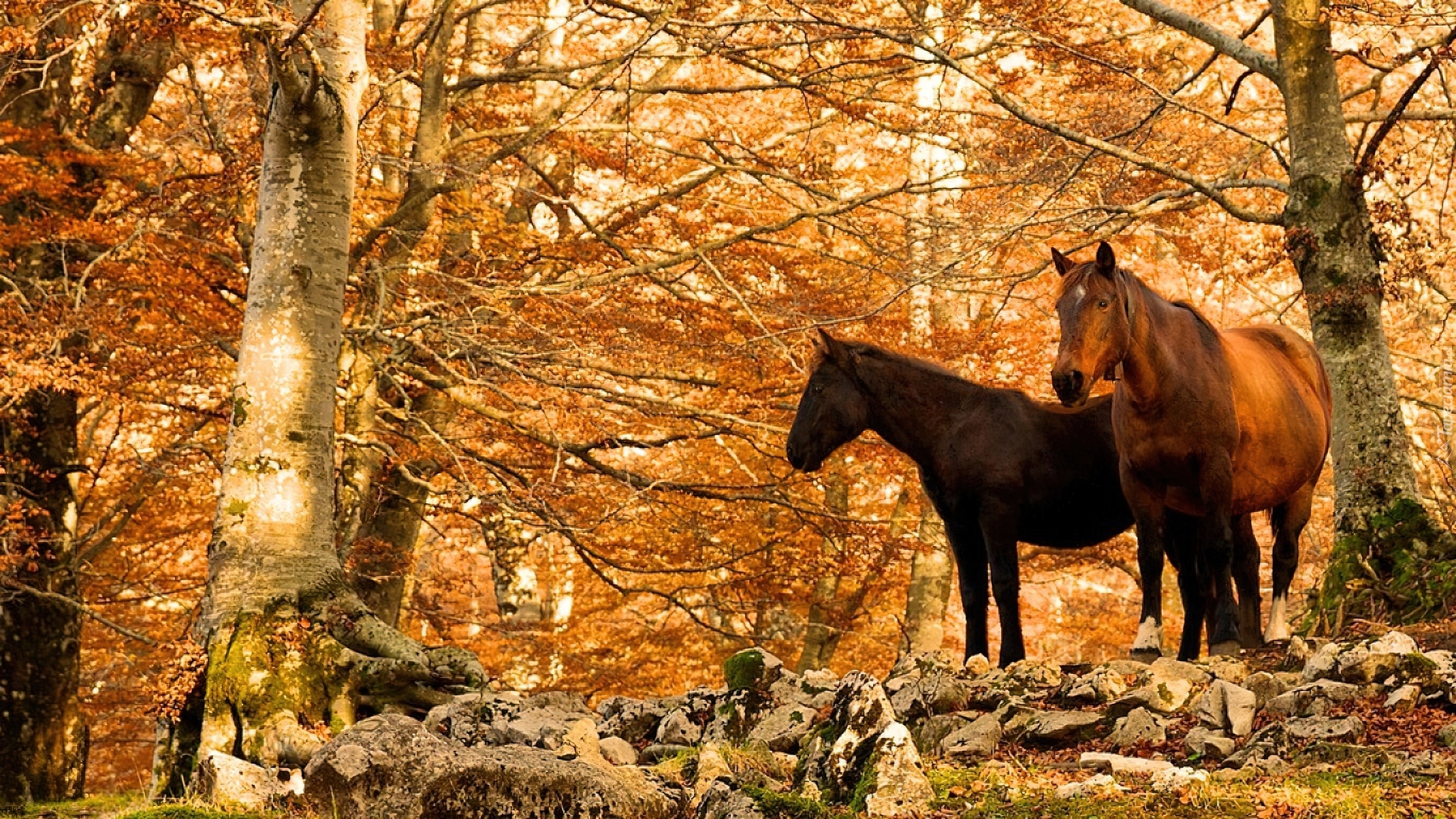 Las, Jesień, Konie