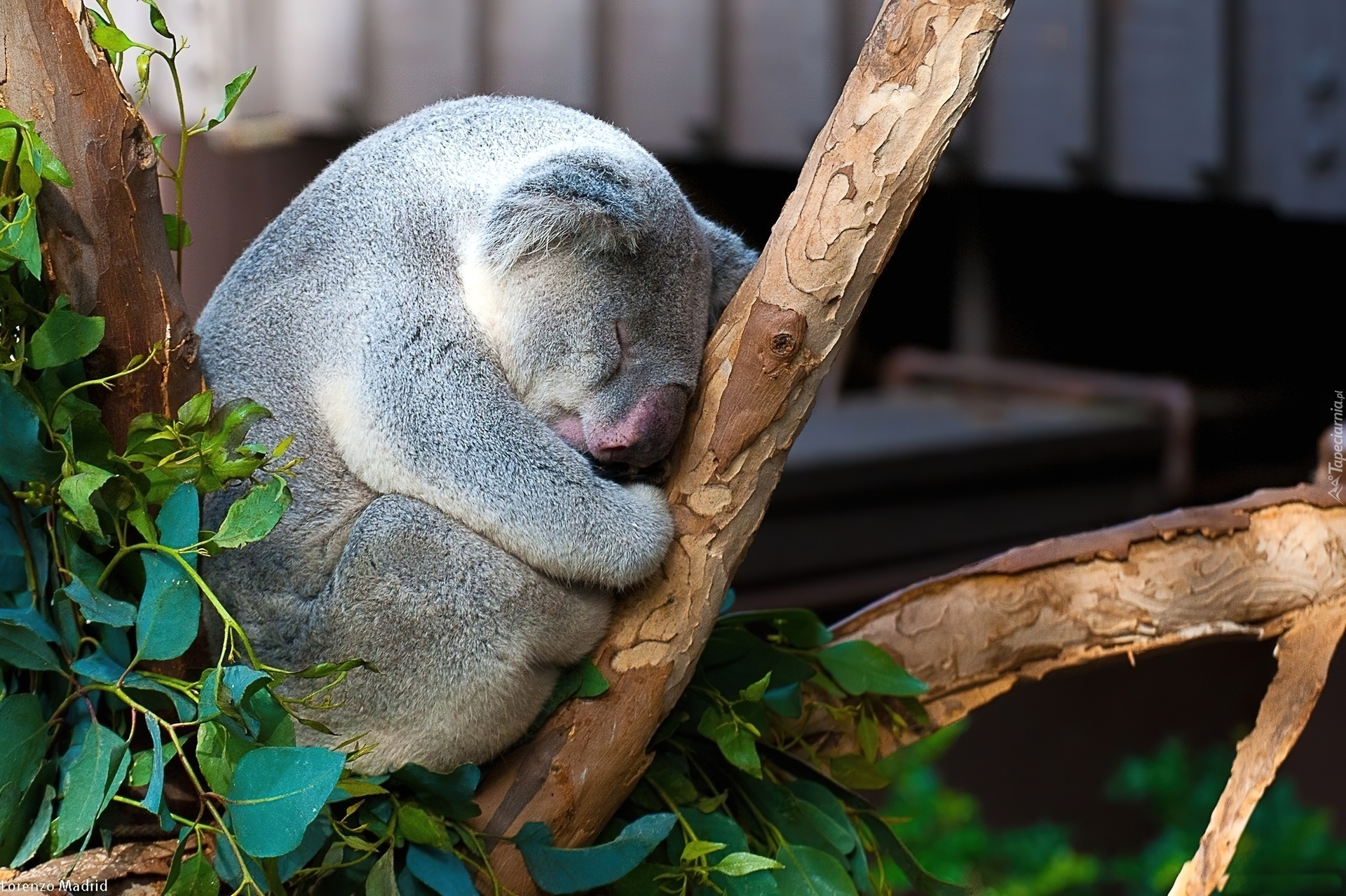 Śpiący, Miś, Koala, Drzewo