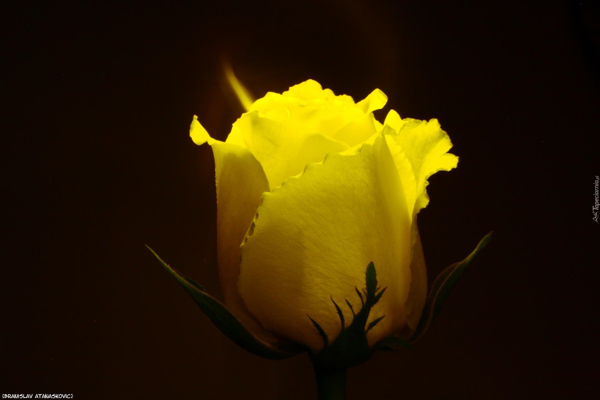 Żółta, Róża, Kwiat
