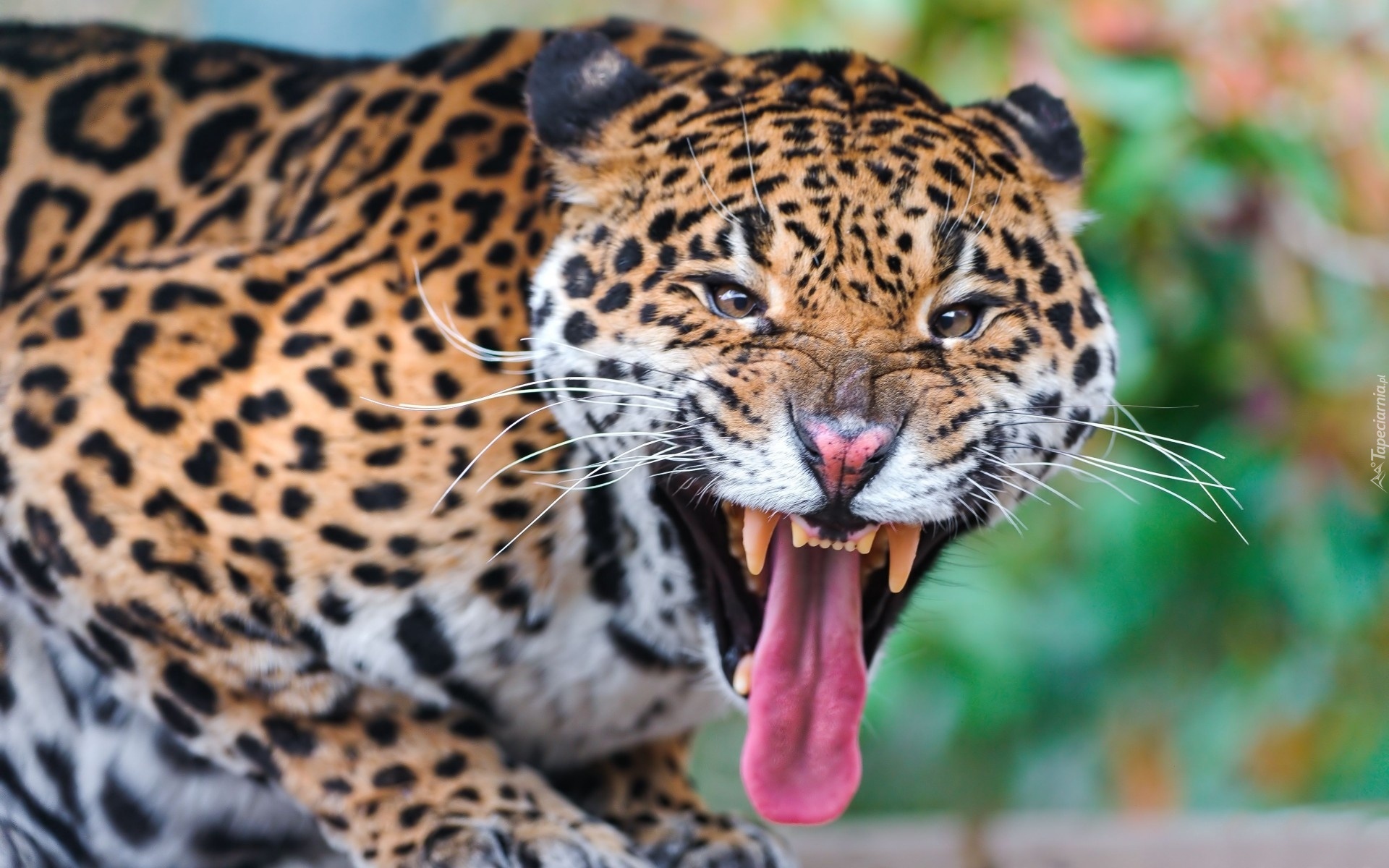 Jaguar, Kły, Język