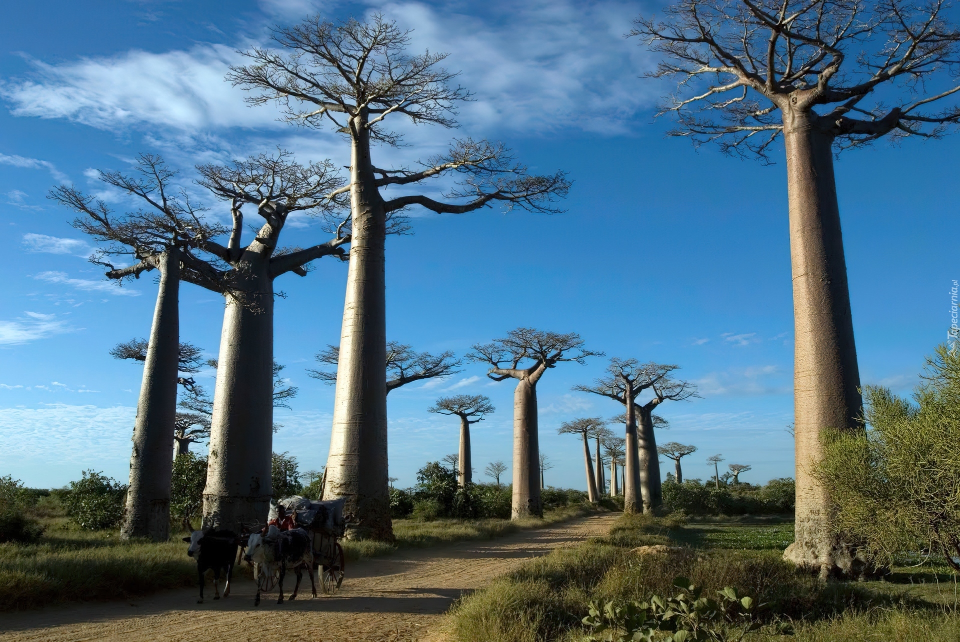 Drzewa, Baobaby, Droga, Wóz