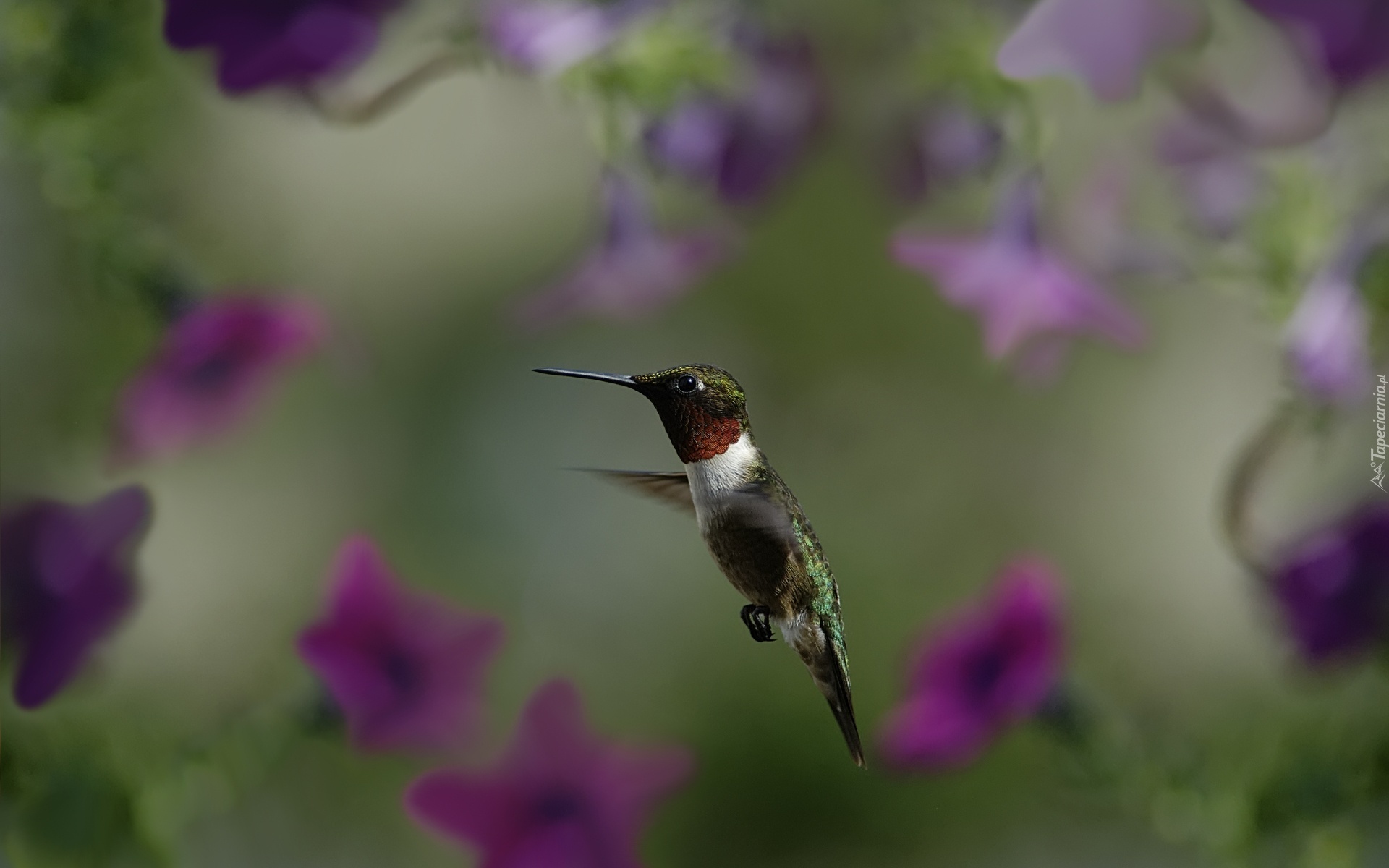 Koliber, Fioletowe, Kwiaty