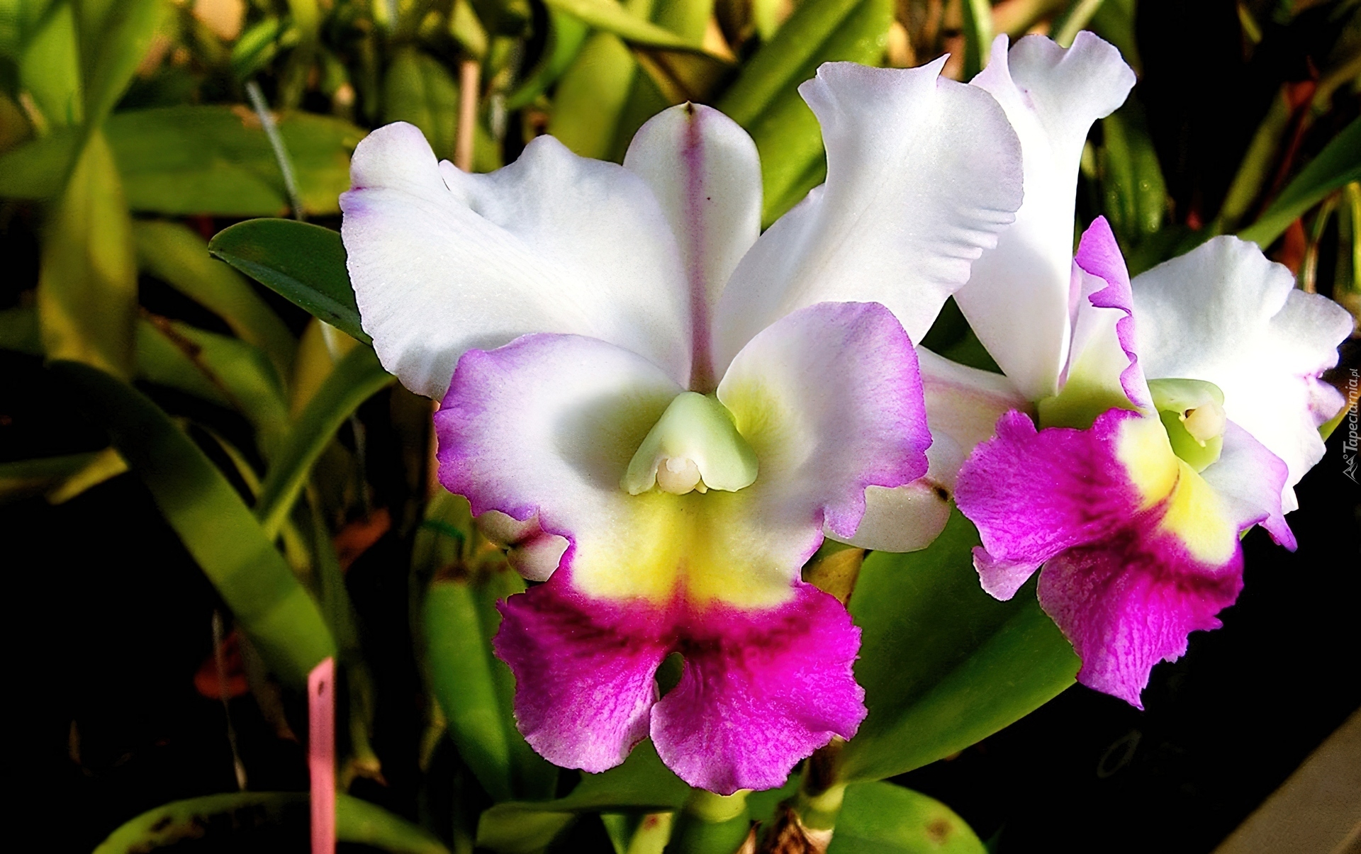 Biało, Różowa, Orchidea