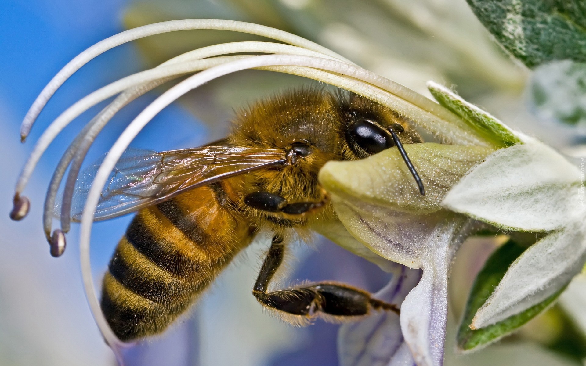 Pszczoła, Kielich, Kwiatowy