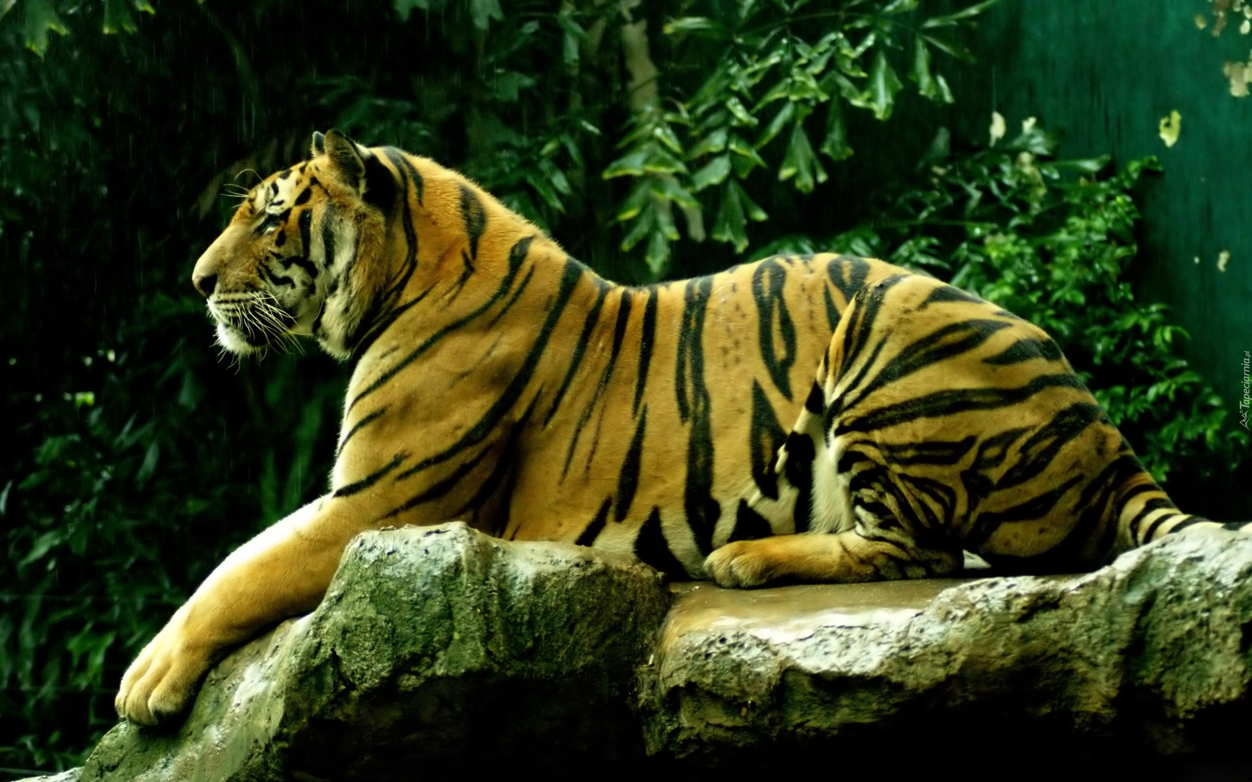 Odpoczywajacy, Tygrys, Skała