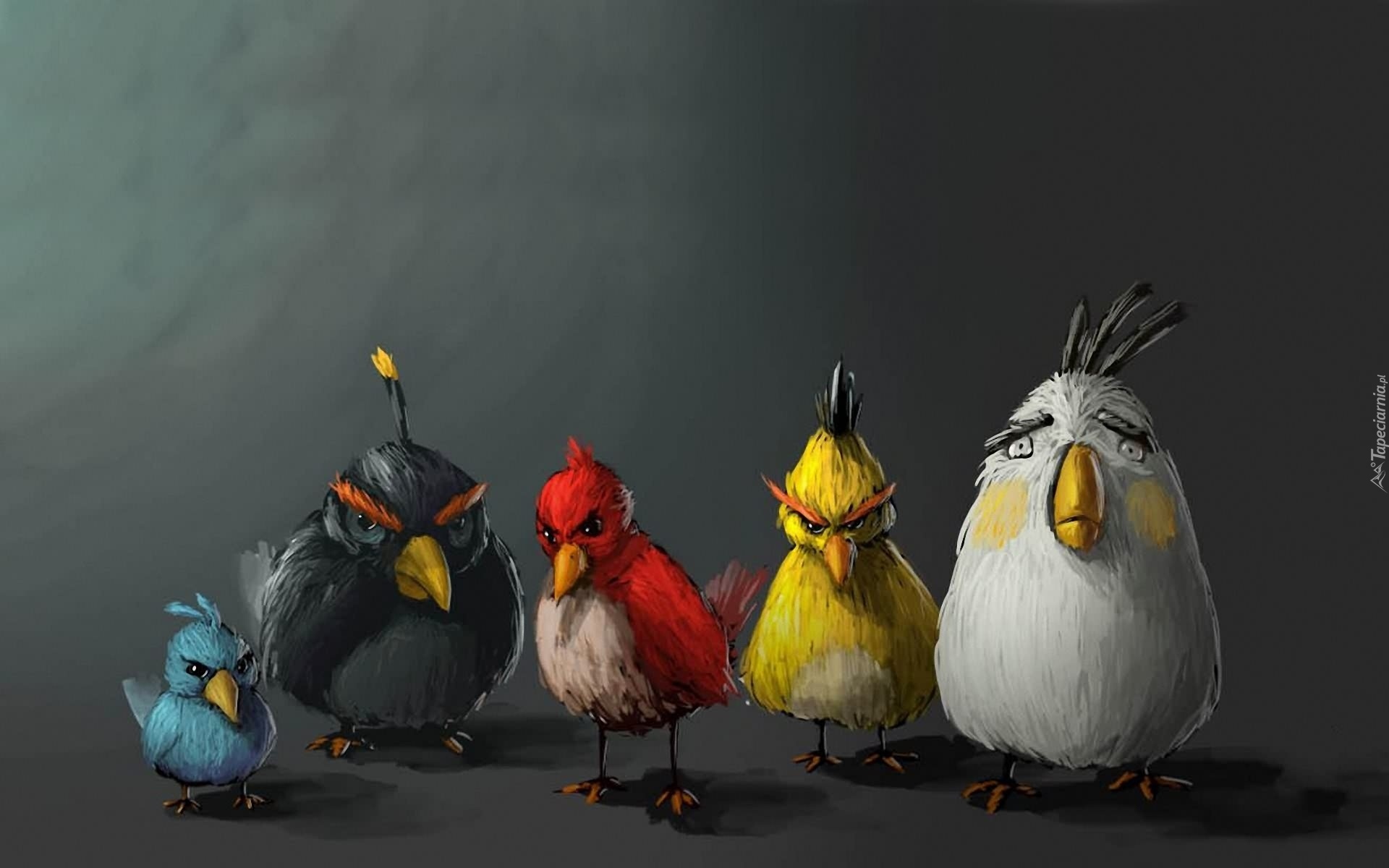 Angry birds, Ptaki
