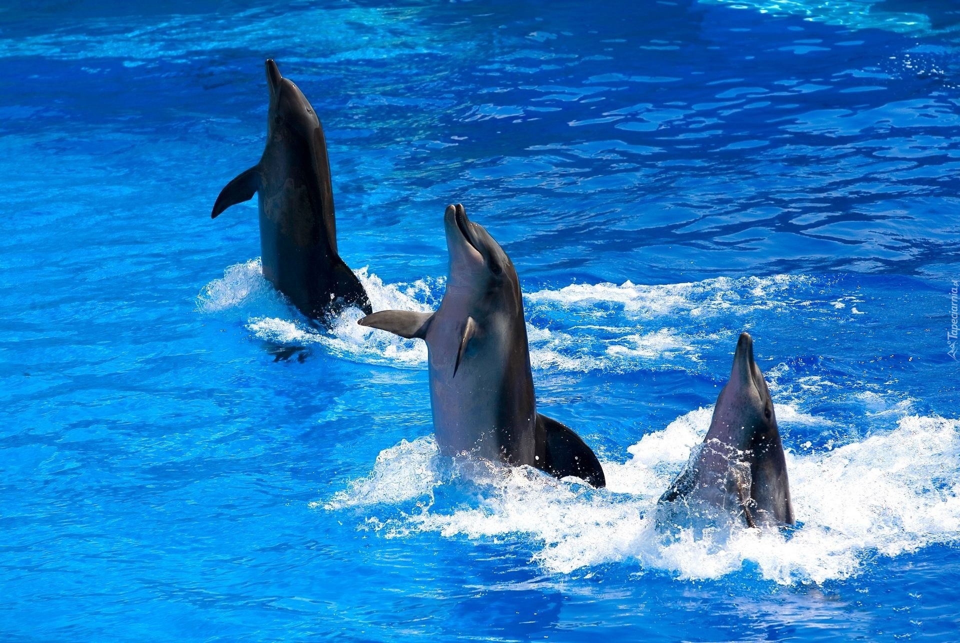 Woda, Trzy, Tańczące, Delfiny