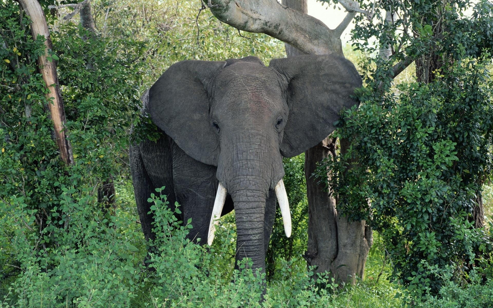 Słonie, Sawanna, Afryka