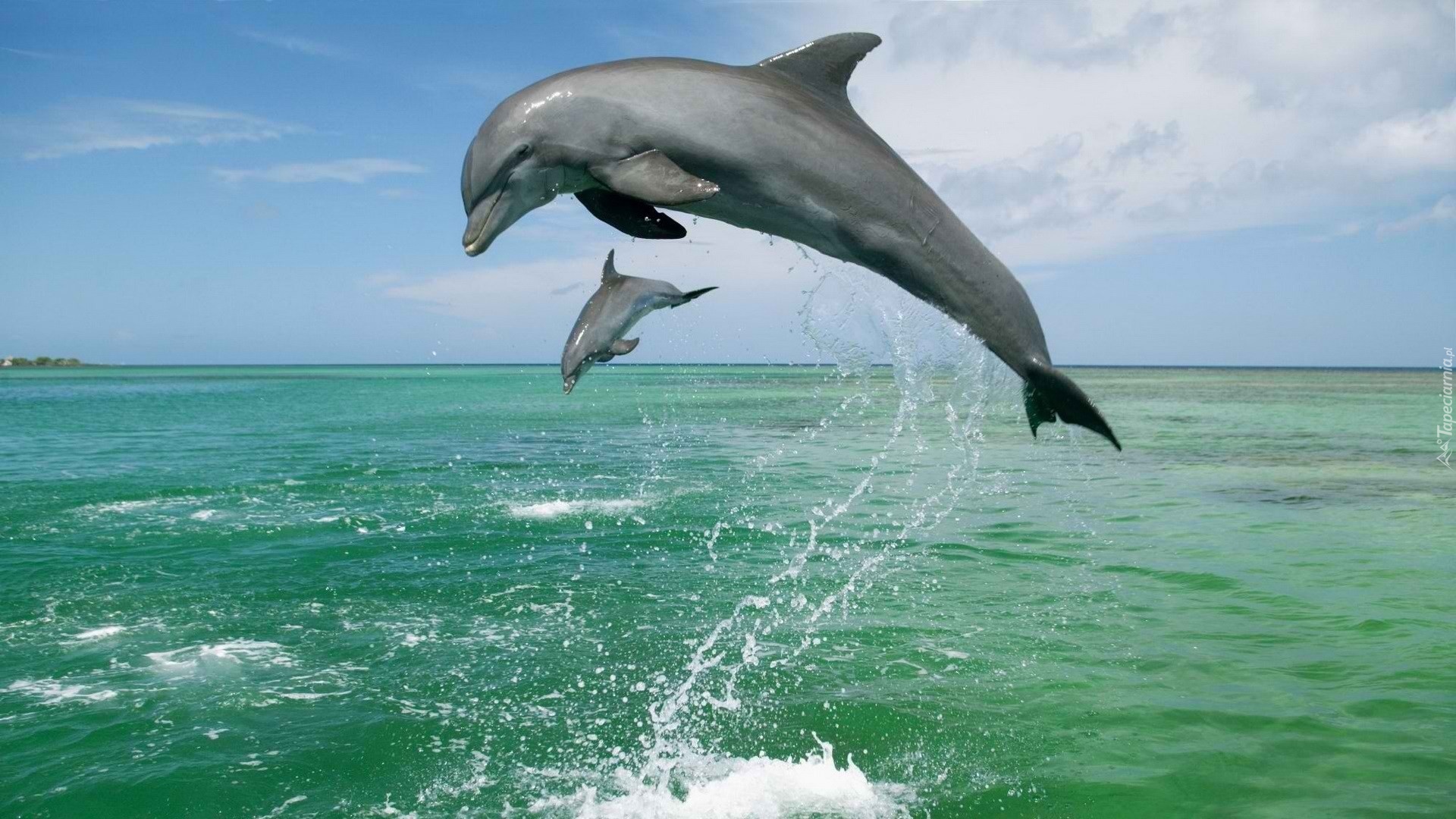 Dwa, Delfiny, Morze
