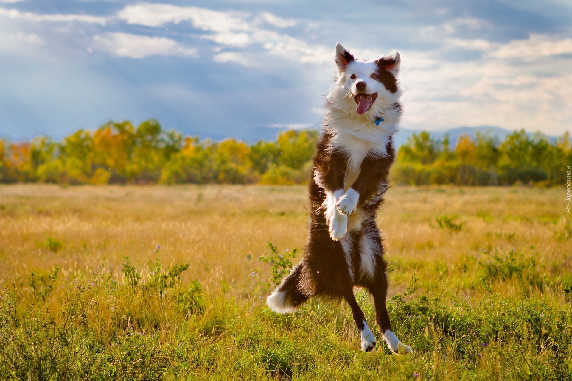 Border collie, Łąka