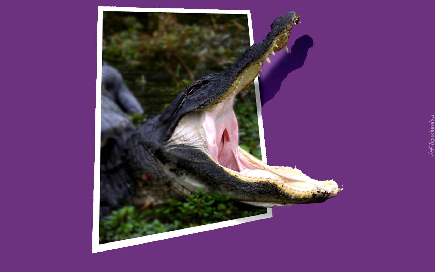 Krokodyl, Obraz, 4D