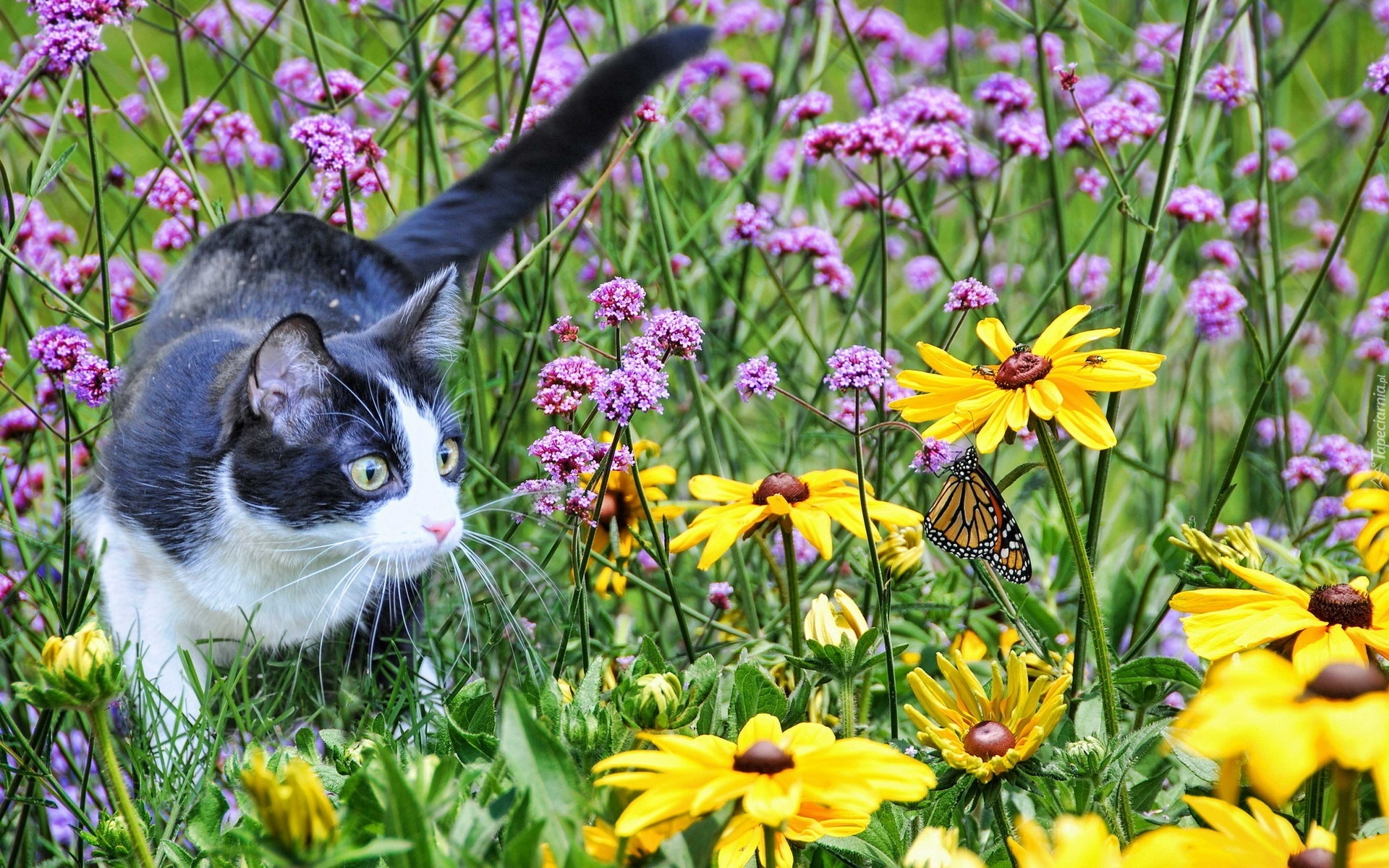 Kot, Łąka, Kwiaty, Motyl