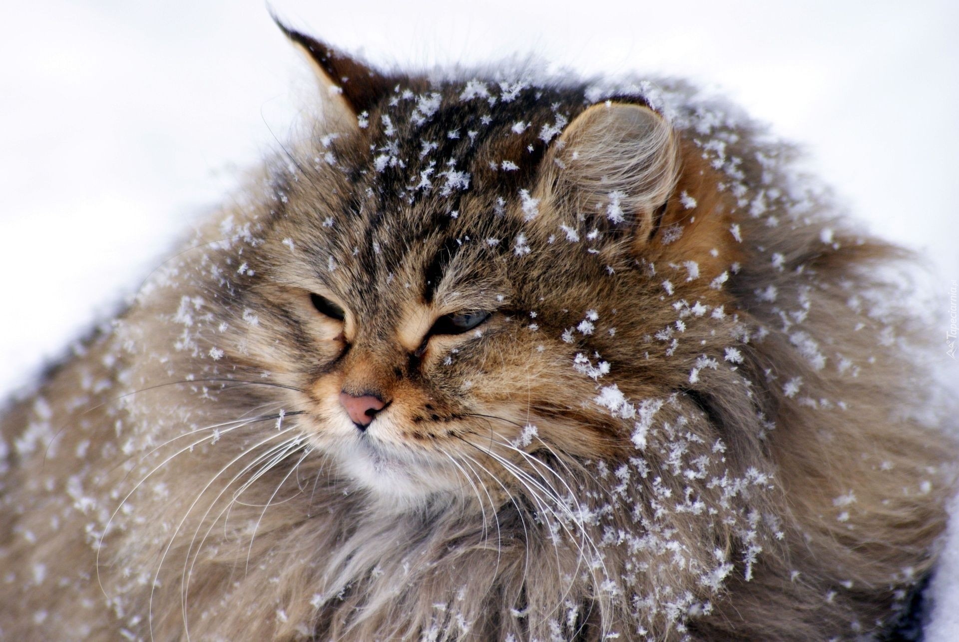 Kot, Płatki, Śniegu, Zima