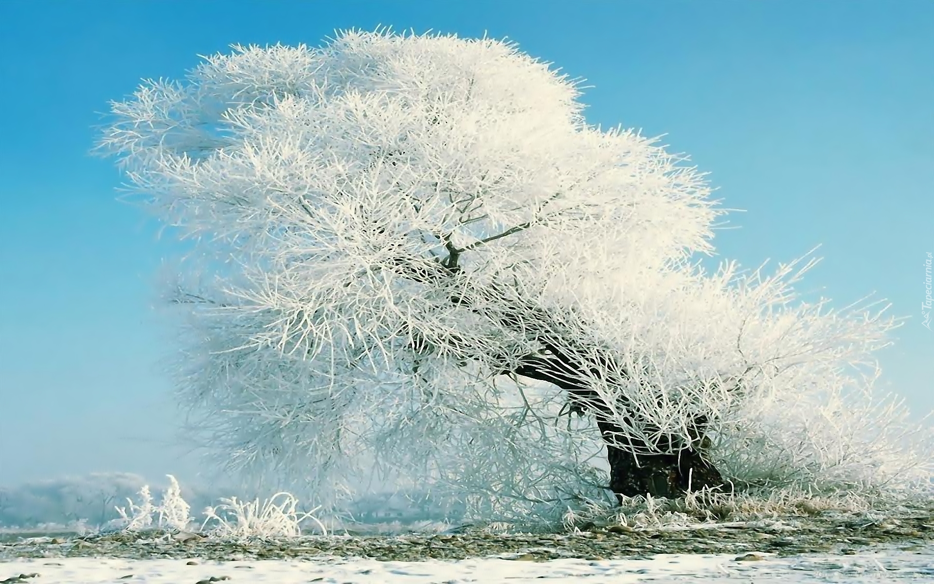 Drzewo, Pokryte, Szronem, Zima