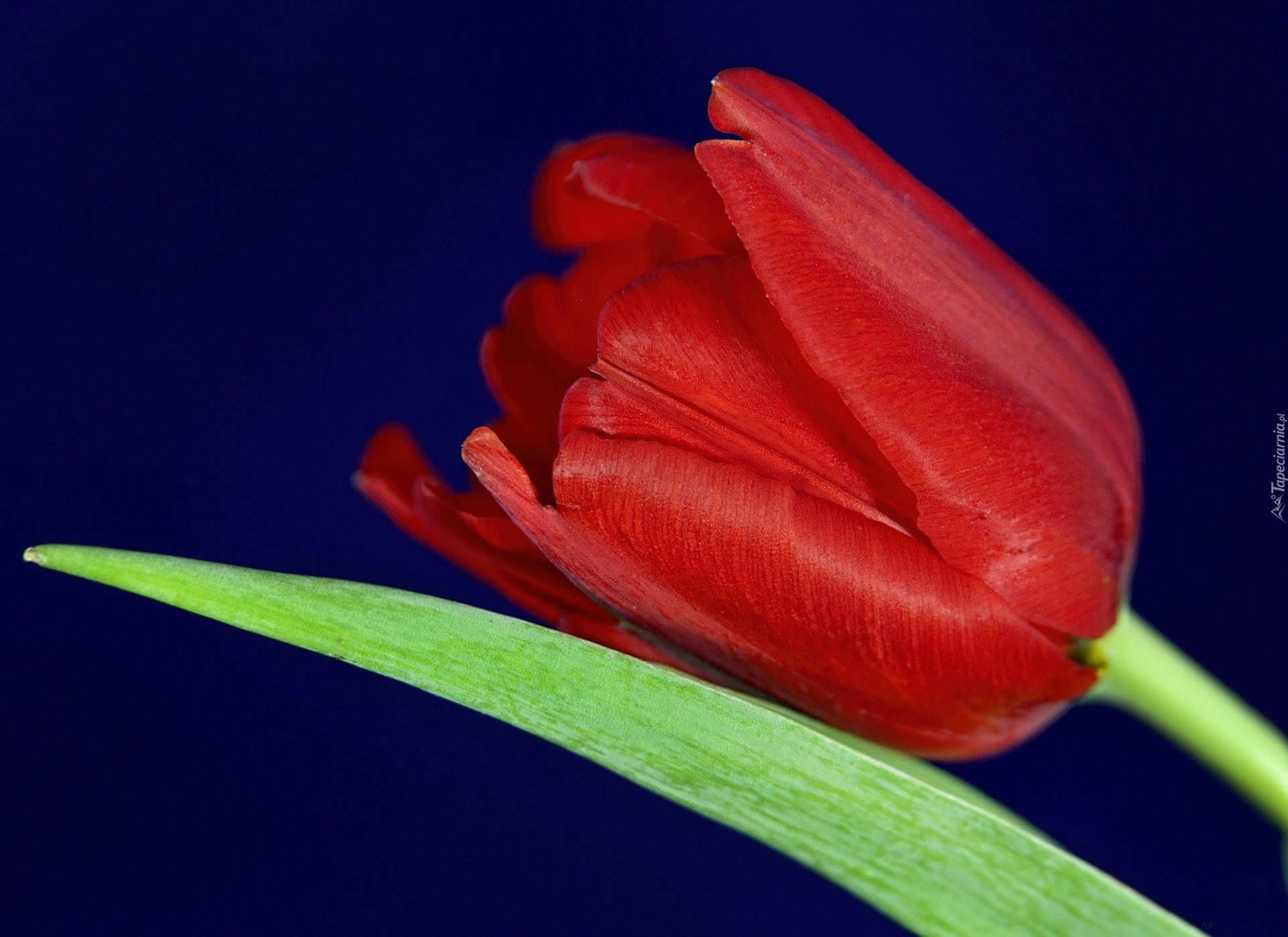 Czerwony, Tulipan, Liść