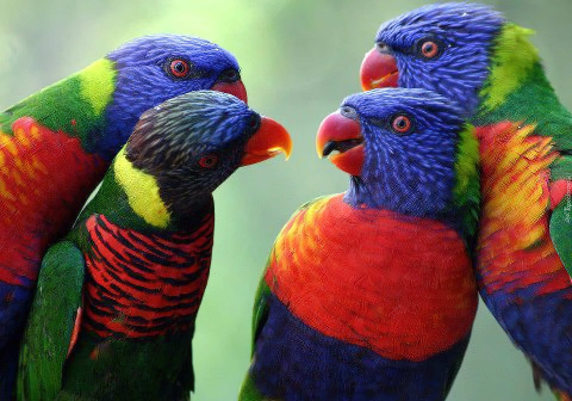 Cztery, Kolorowe, Papugi