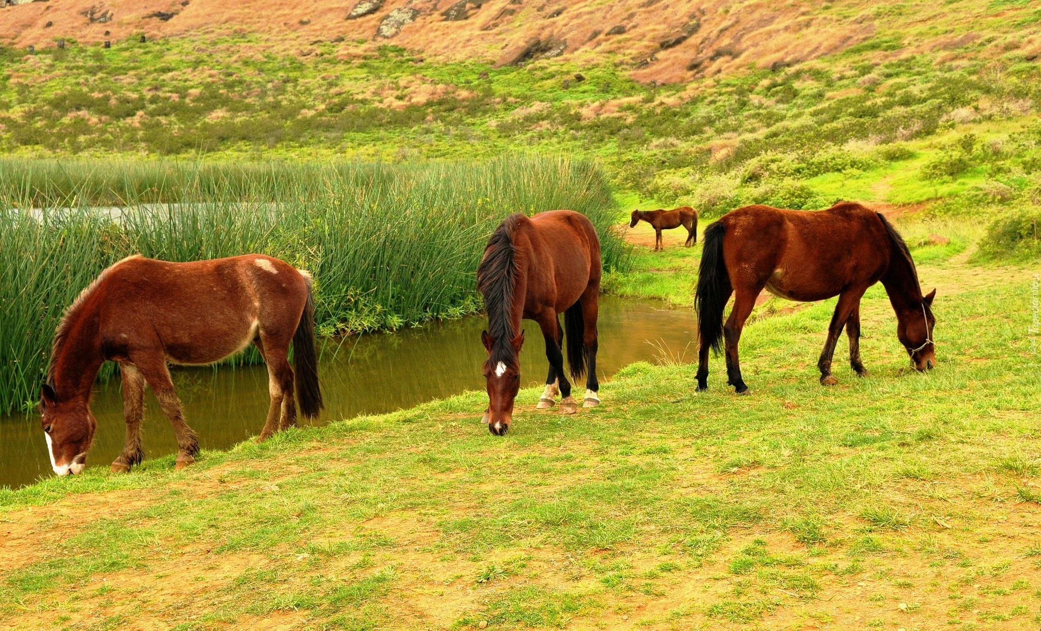 Konie, Jezioro, Trawa