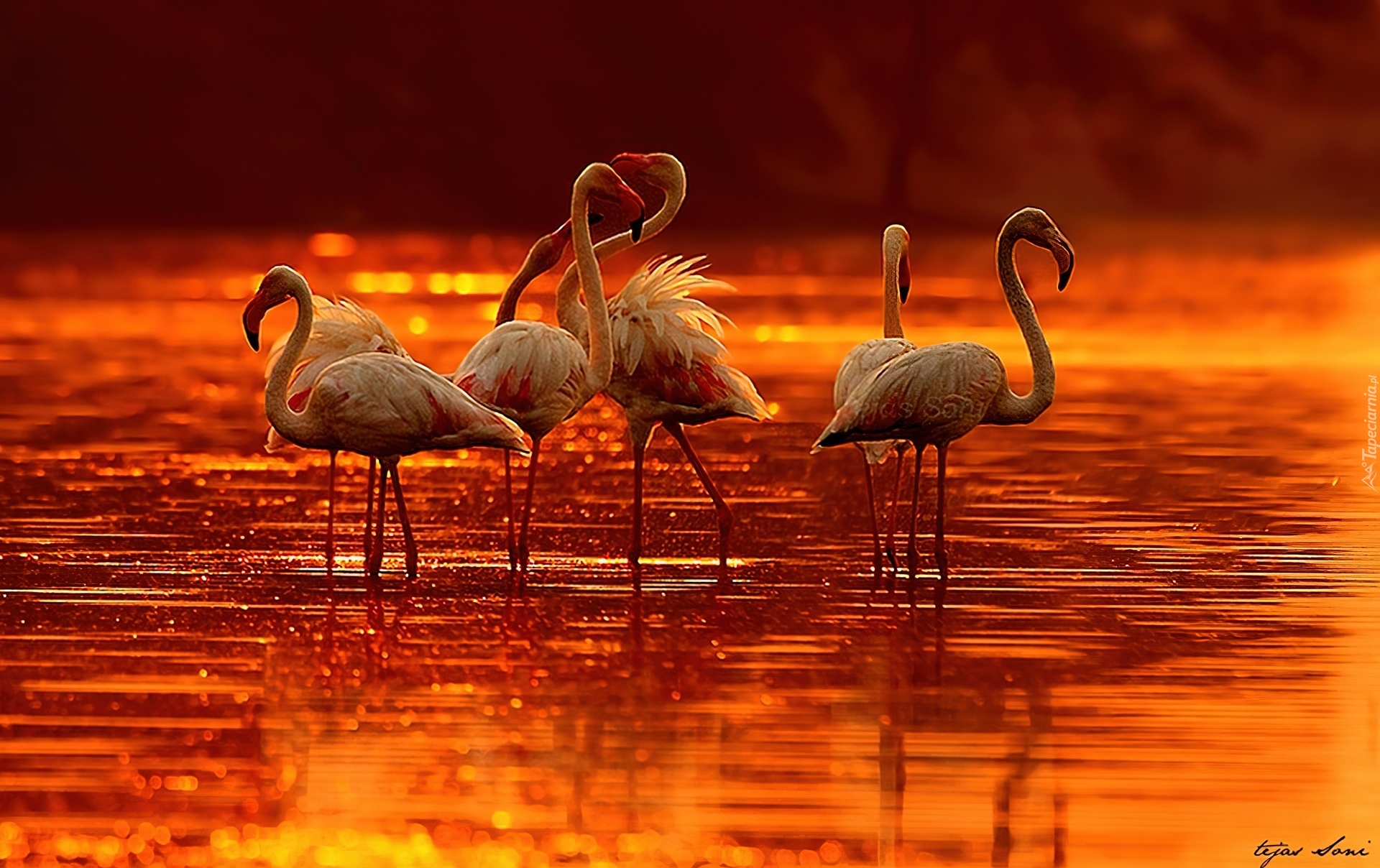 Flamingi, Zachód, Słońca