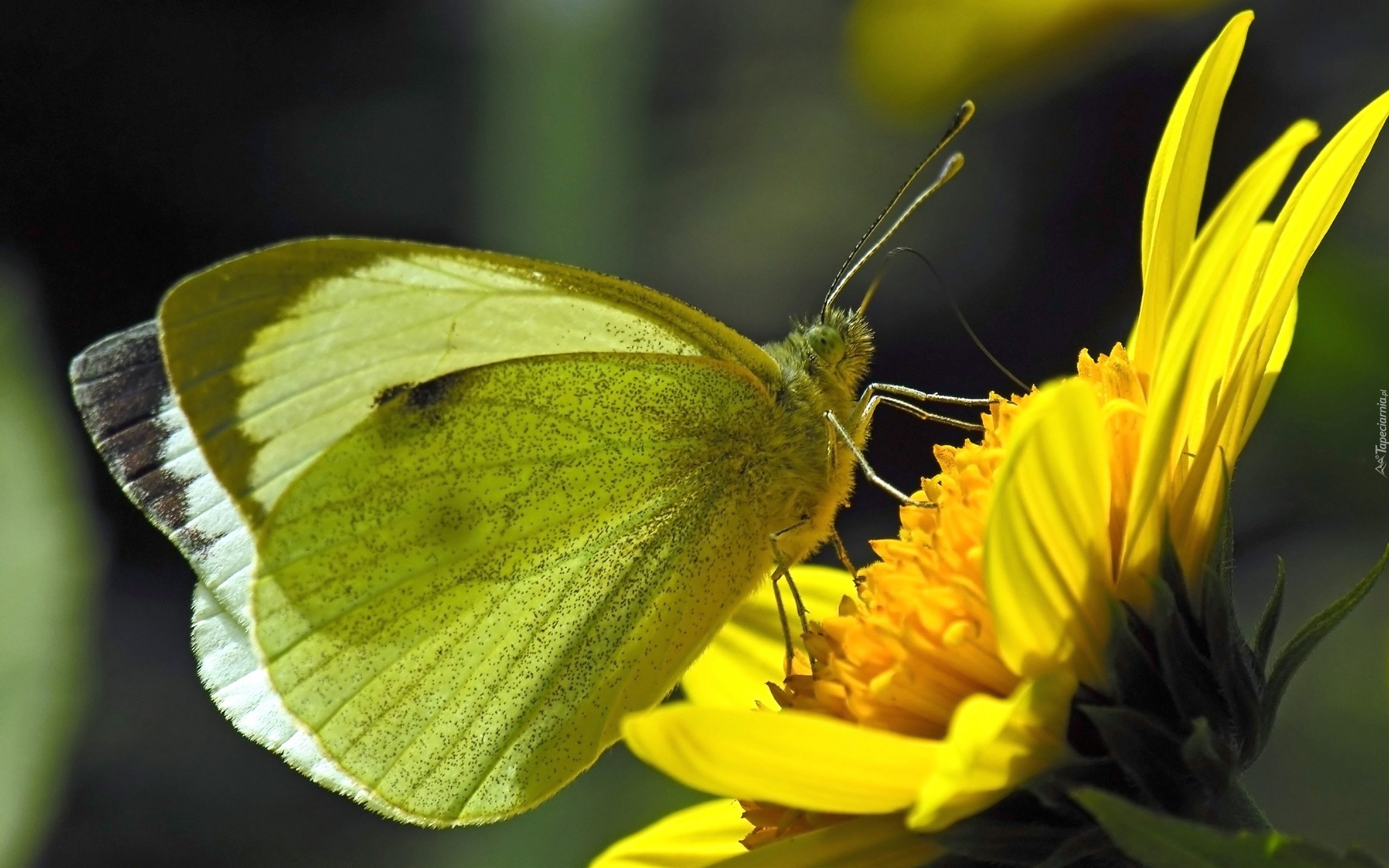 Motyl, Bielinek rzepnik, Kwiat