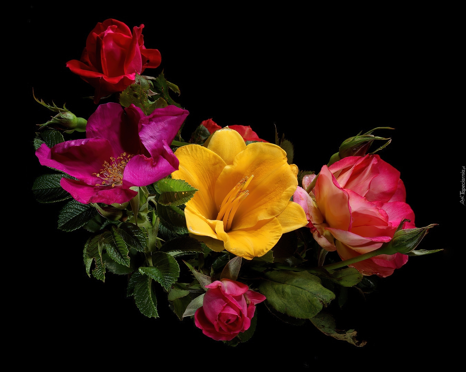 Kwiaty, Róże, Grafika