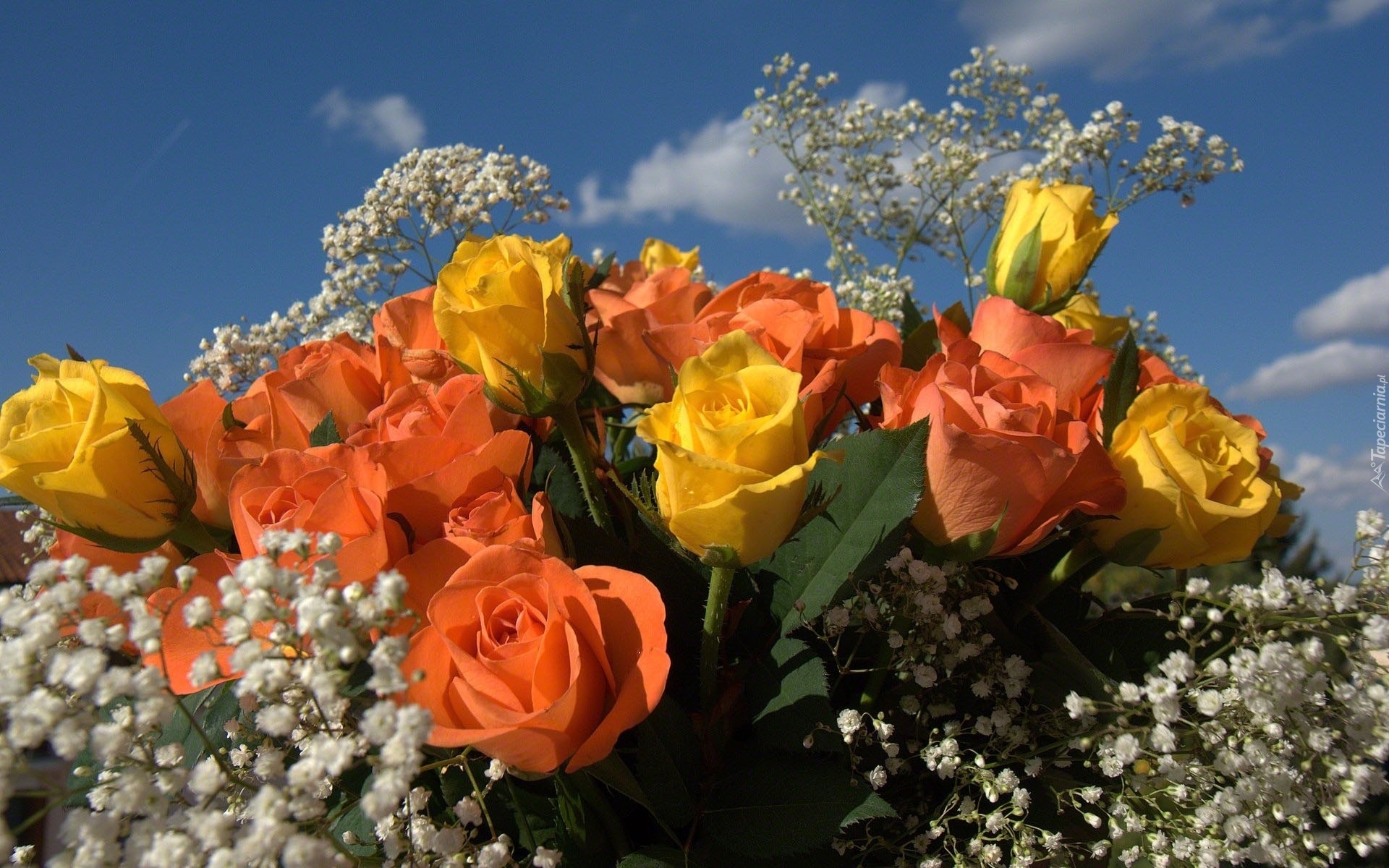 Kwiaty, Bukiet, Róże, Gipsówka