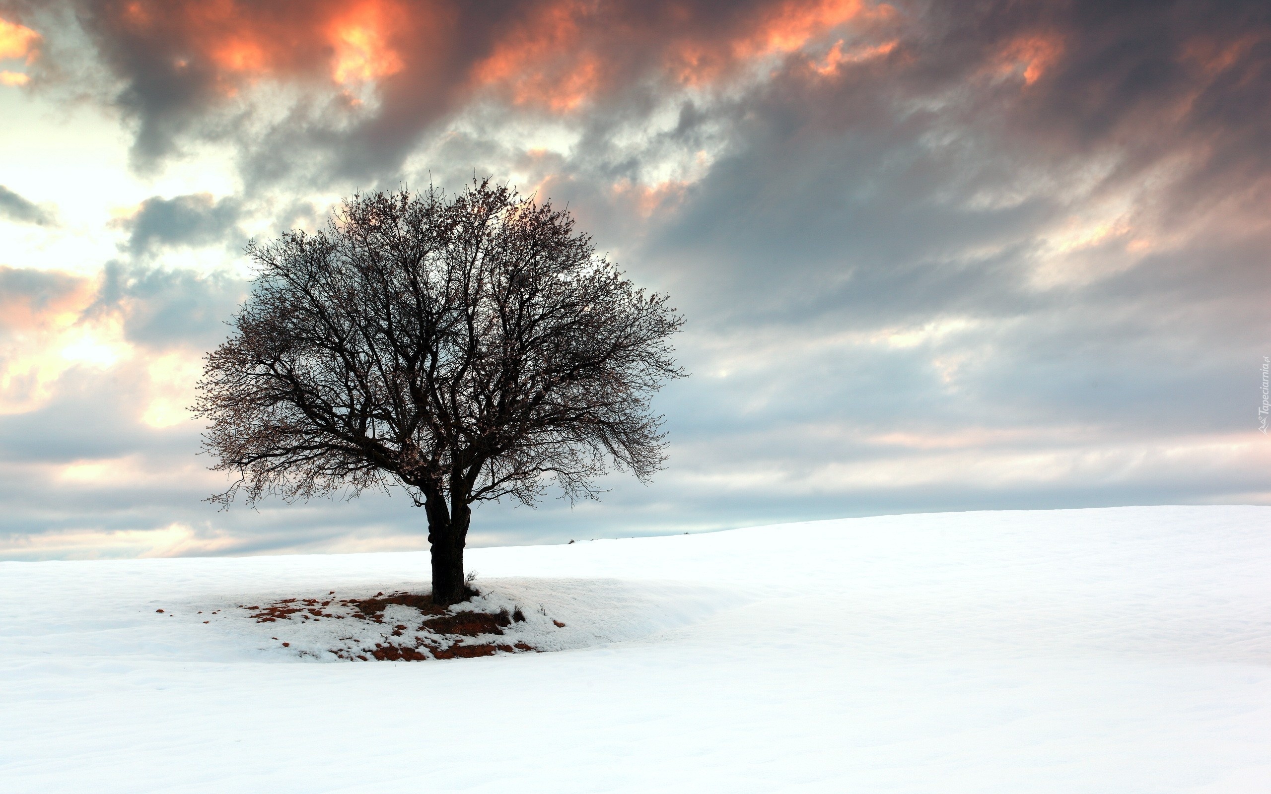 Drzewo, Zachód, Słońca, Śnieg, Zima