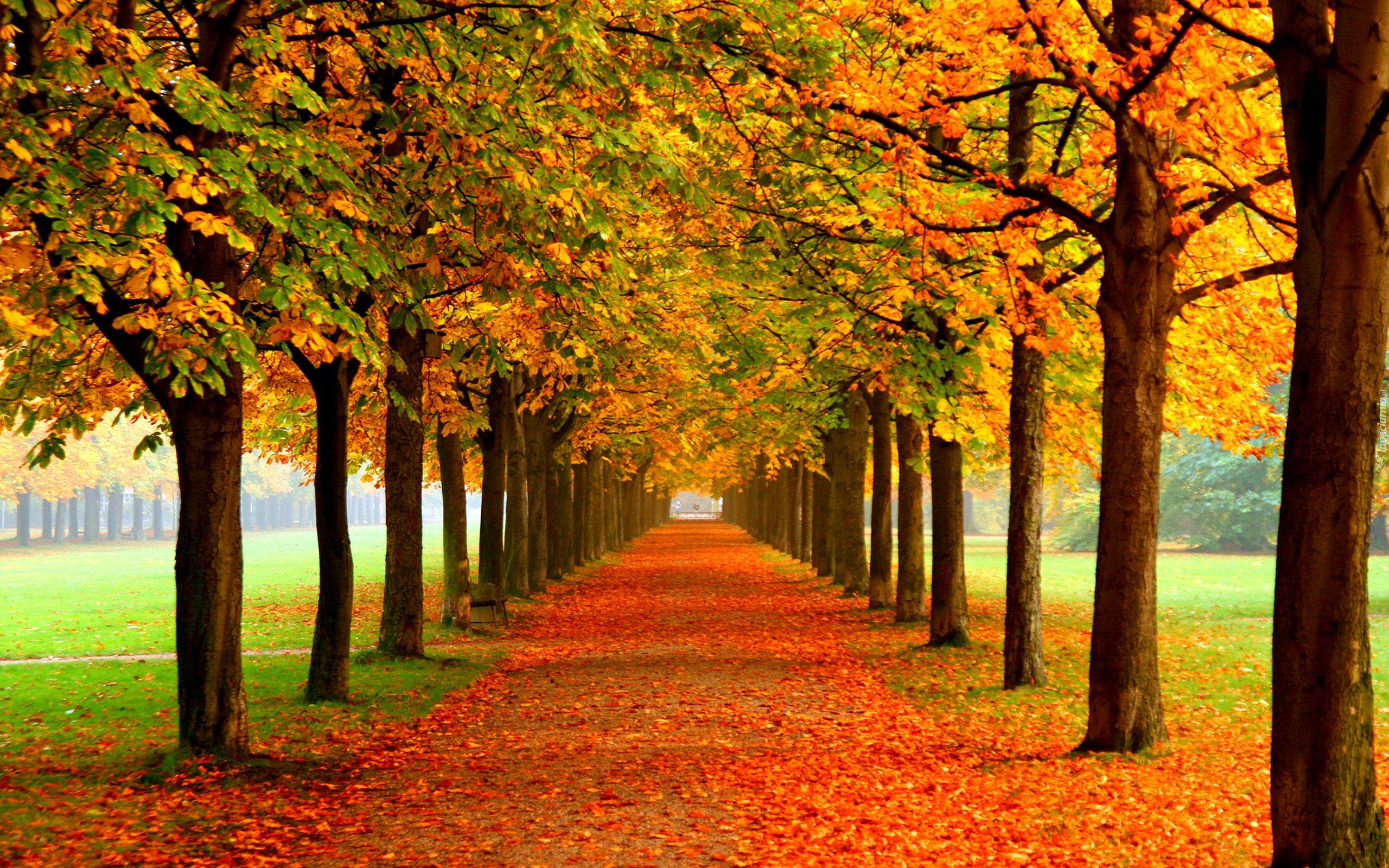 Kolorowe, Drzewa, Liście, Park, Jesień