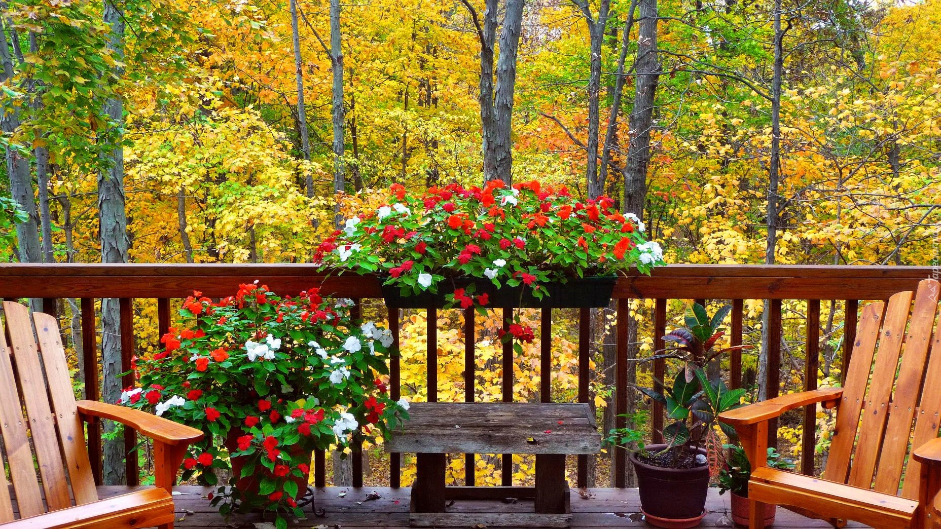 Jesień, Las, Balkon, Kwiaty