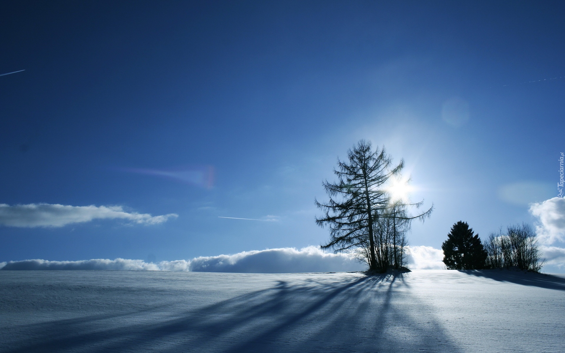 Drzewa, Śnieg, Promienie, Słońca