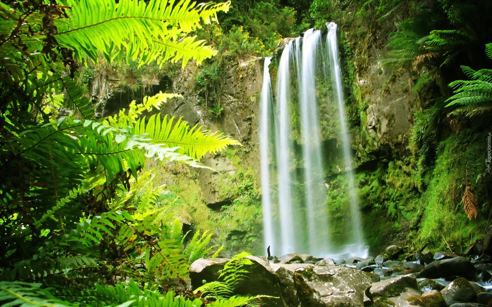 Skała, Wodospad, Paprocie