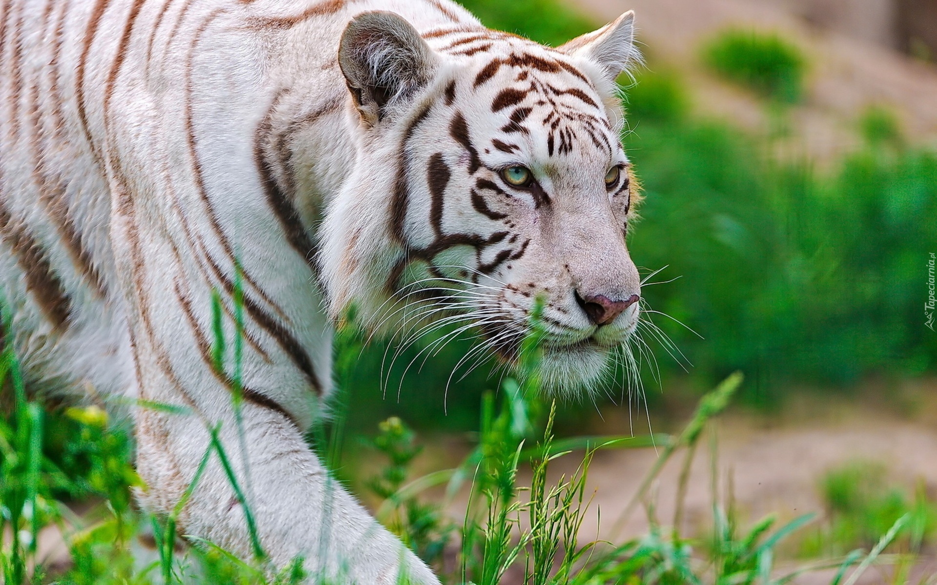 Biały, Tygrys, Trawy