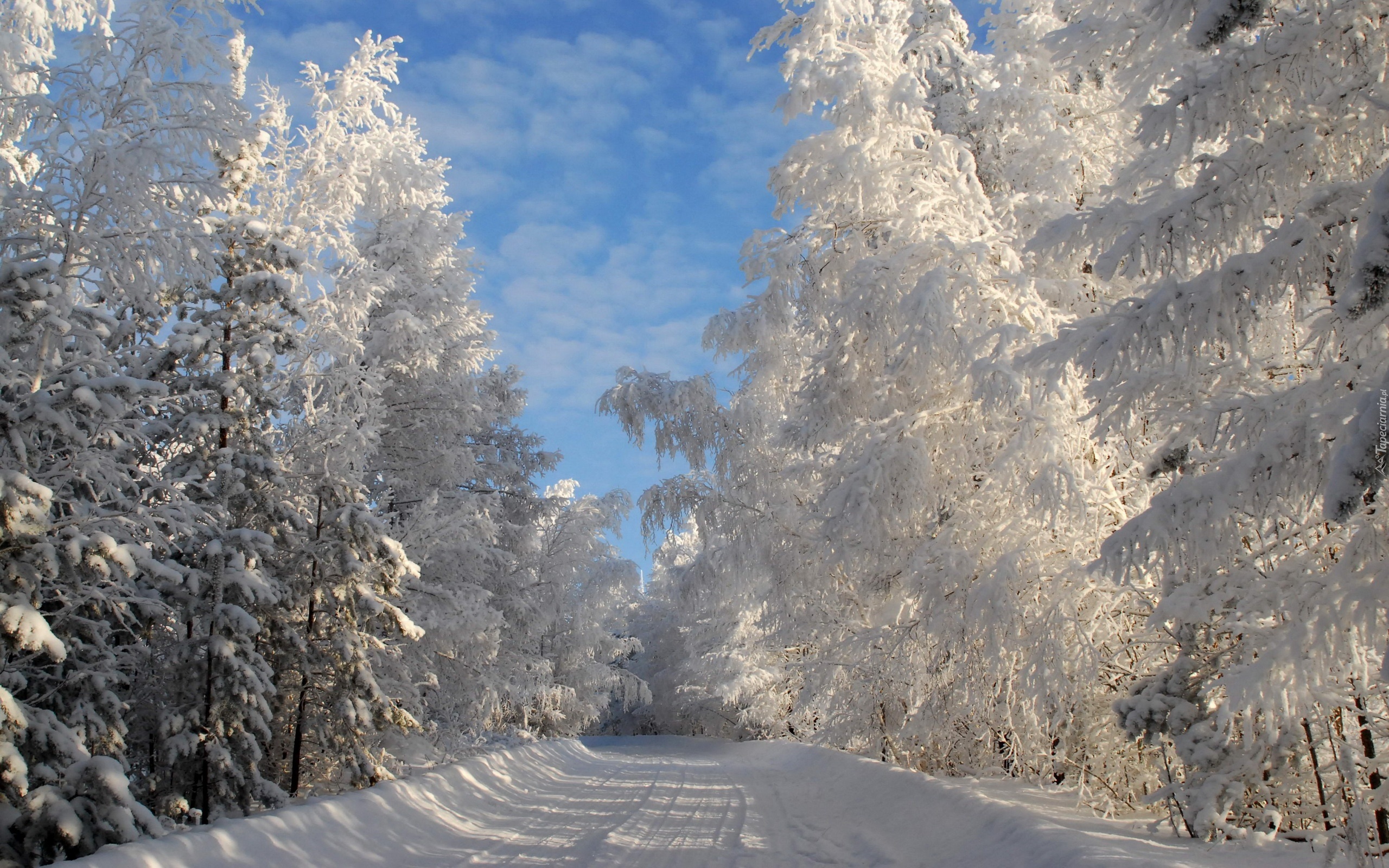 Droga, Przez, Las, Zimą