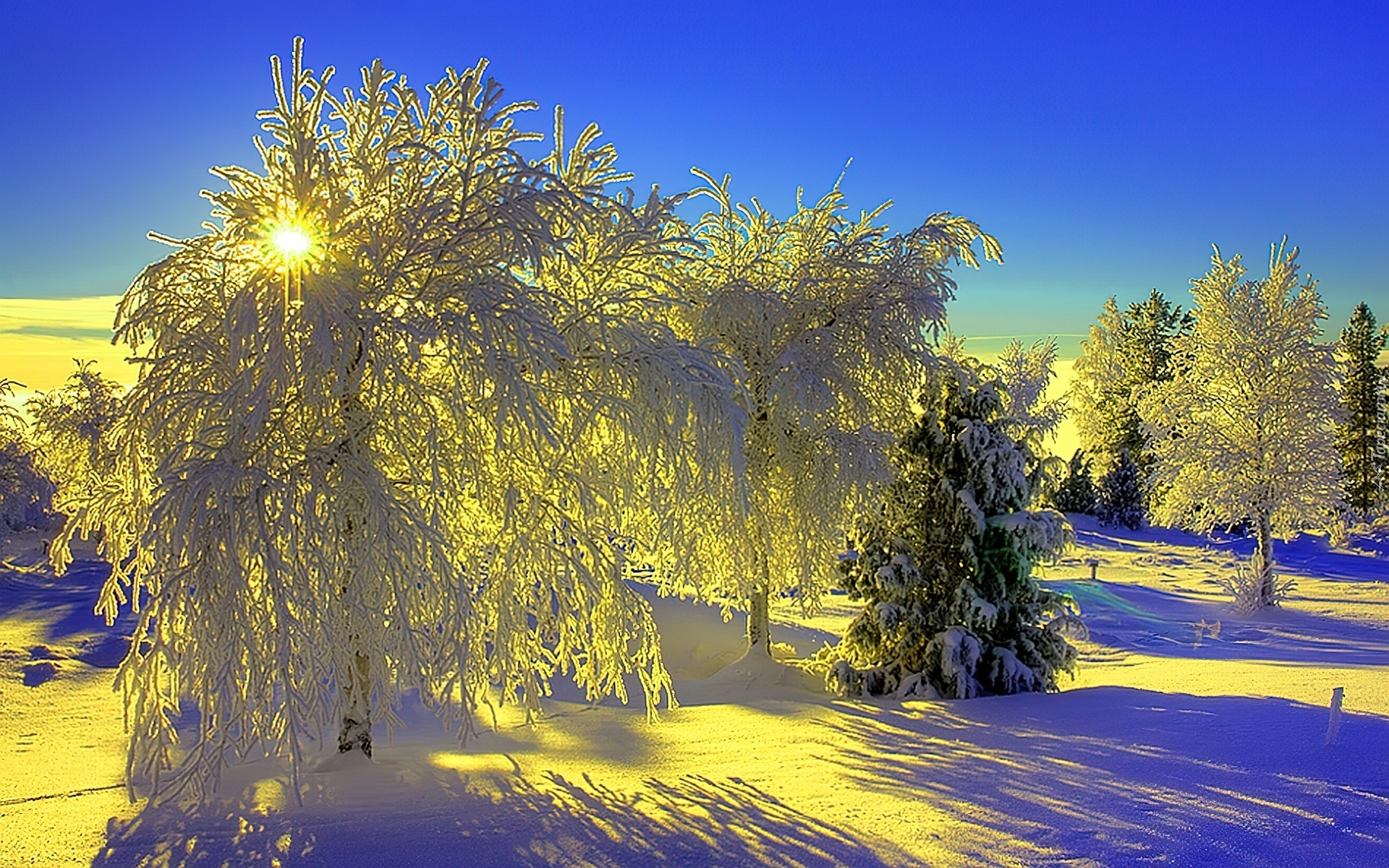 Drzewa, Śnieg, Promienie Słońca