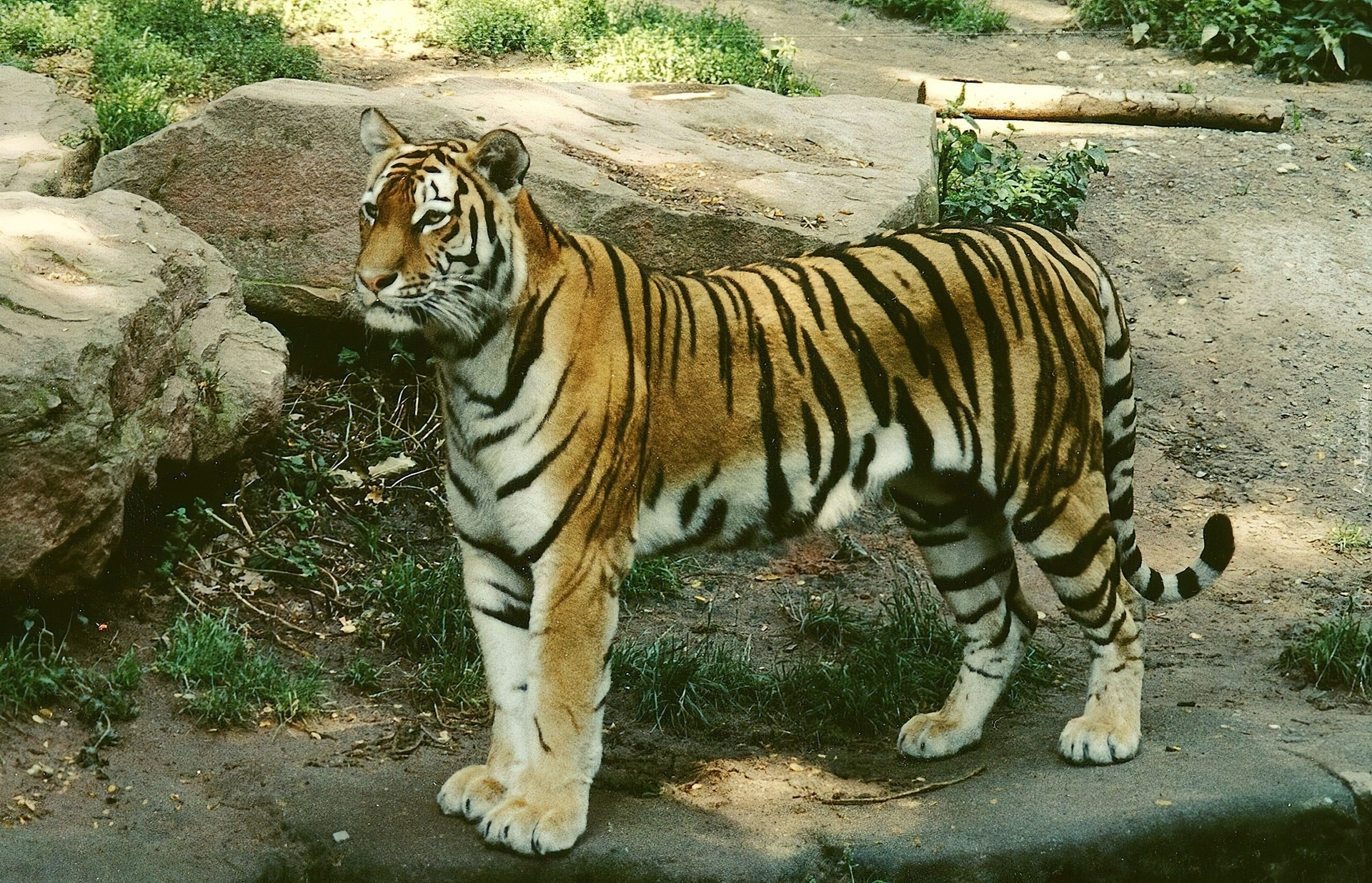 Tygrys, Kamienie