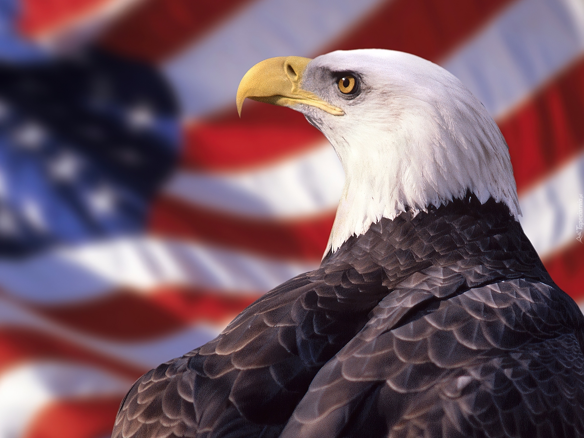 Bielik amerykański, Flaga