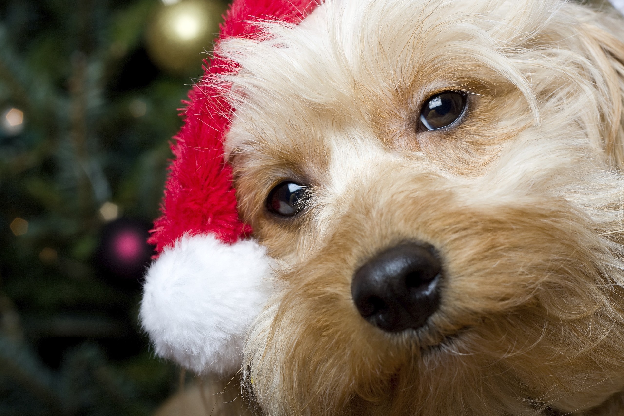 Pies, Mikołaj, Yorkshire terrier
