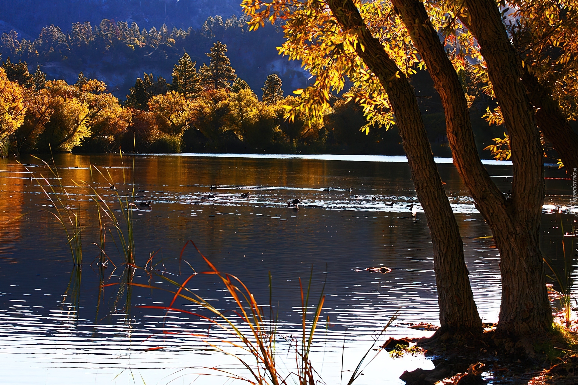 Jesień, Jezioro, Drzewa, Kalifornia