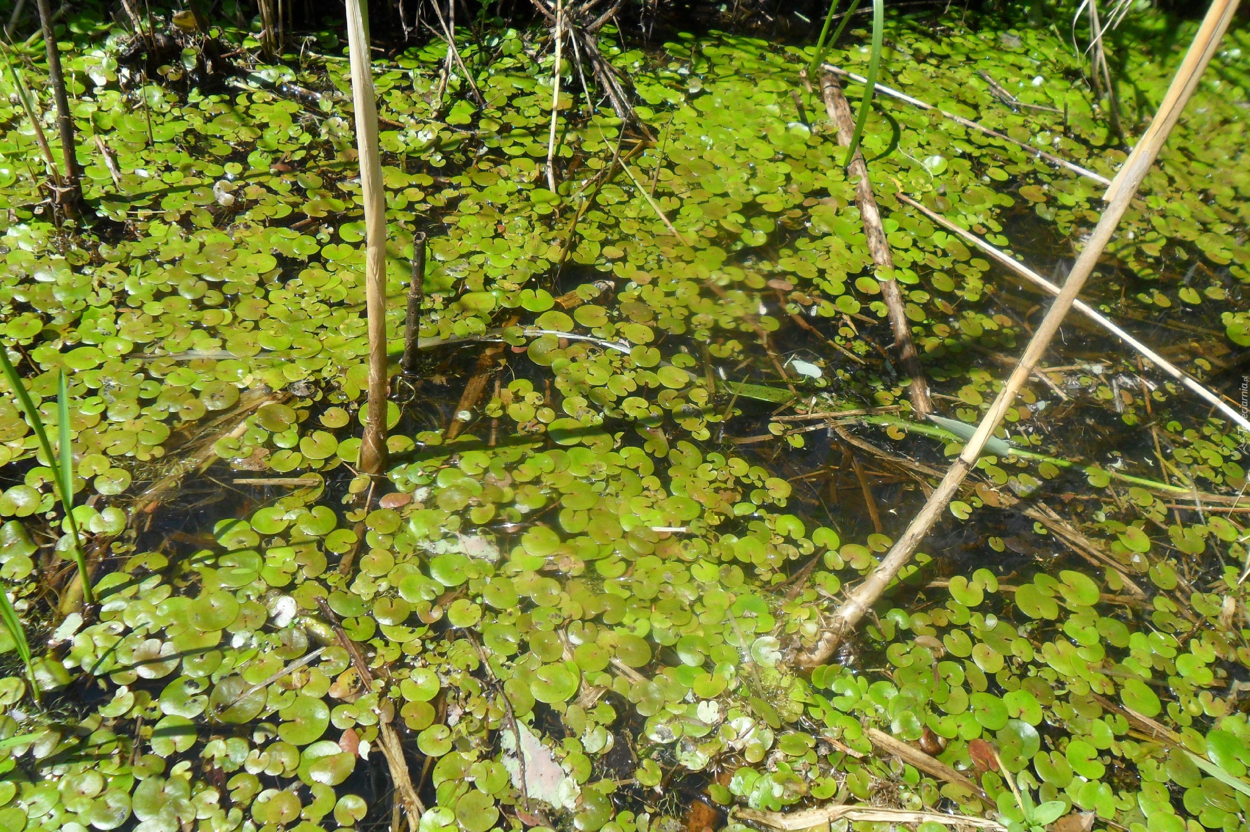 Żabiściek Pływający, Bagno