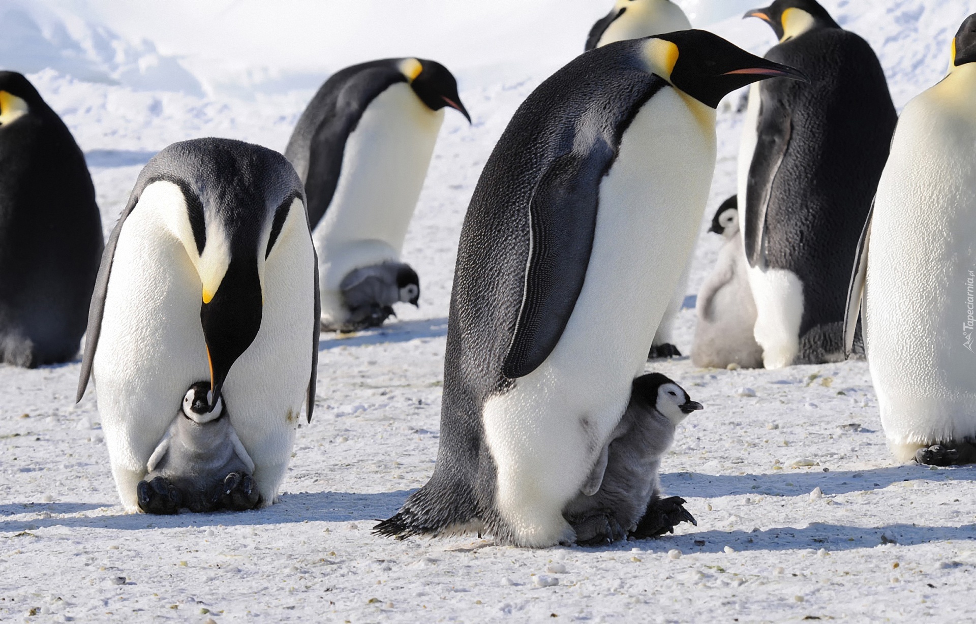 Pingwiny, Cesarskie, Śnieg