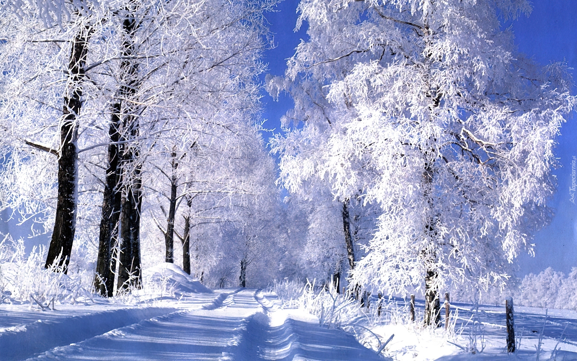 Droga, Ośnieżone, Drzewa, Zima