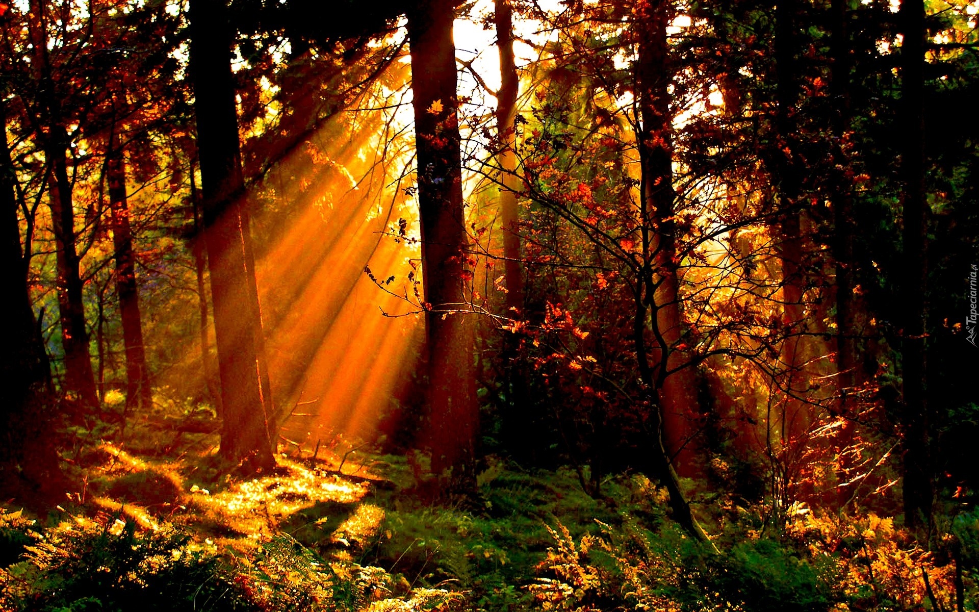 Drzewa, Las, Promienie Słońca, Jesień